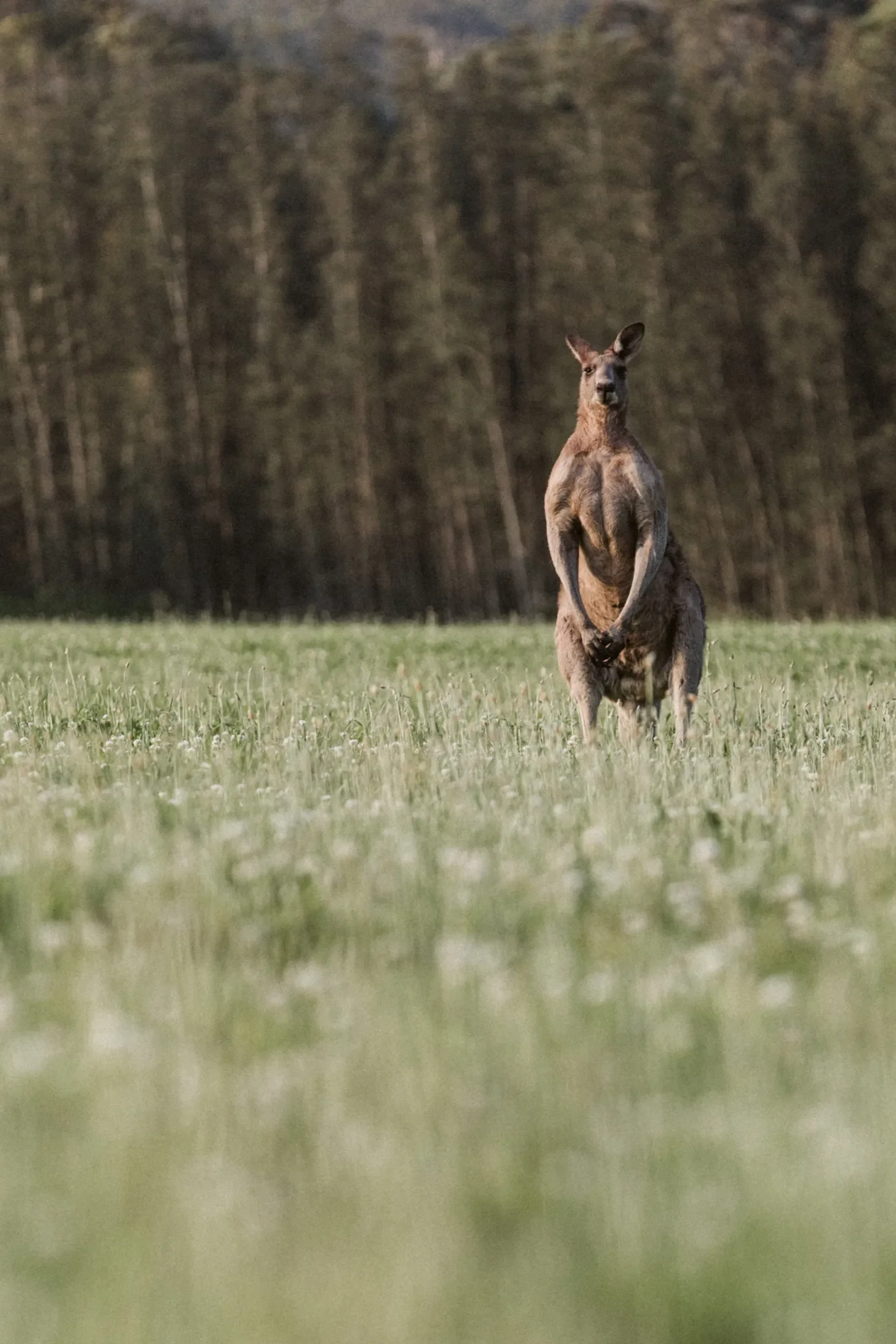 A kangaroo standing upright in a grassy field with a forest in the background.