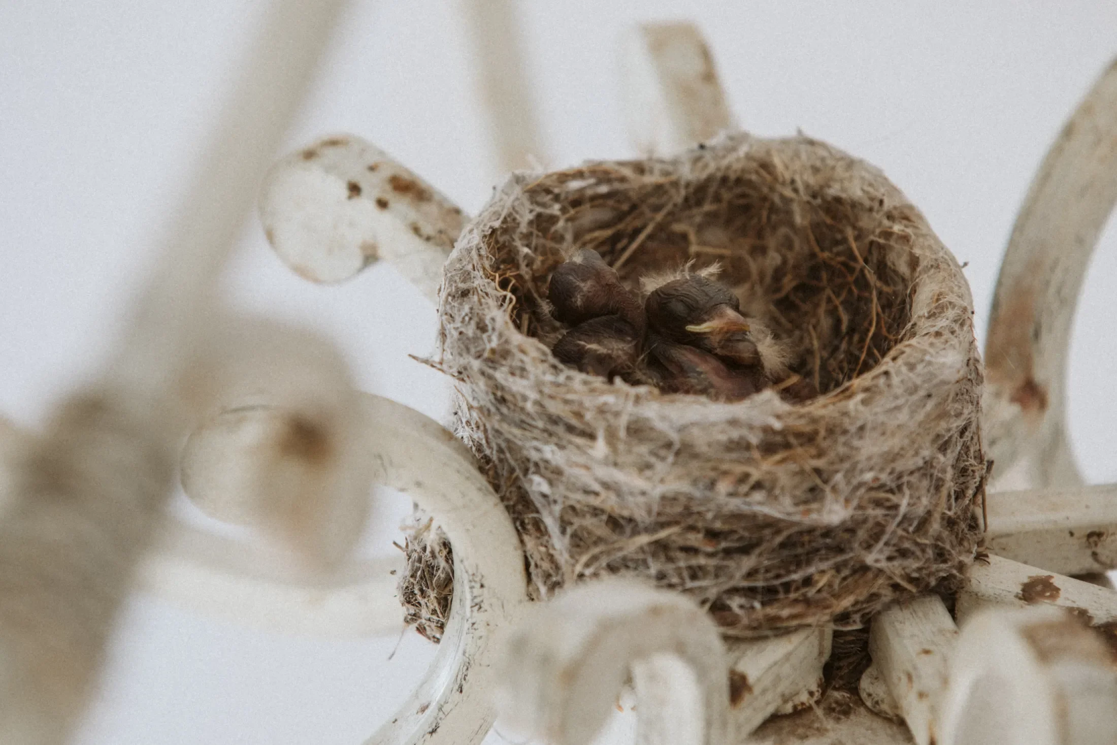 Close-up of a bird's nest with tiny hatchlings inside, located on a modern white chair with a curved metal frame.