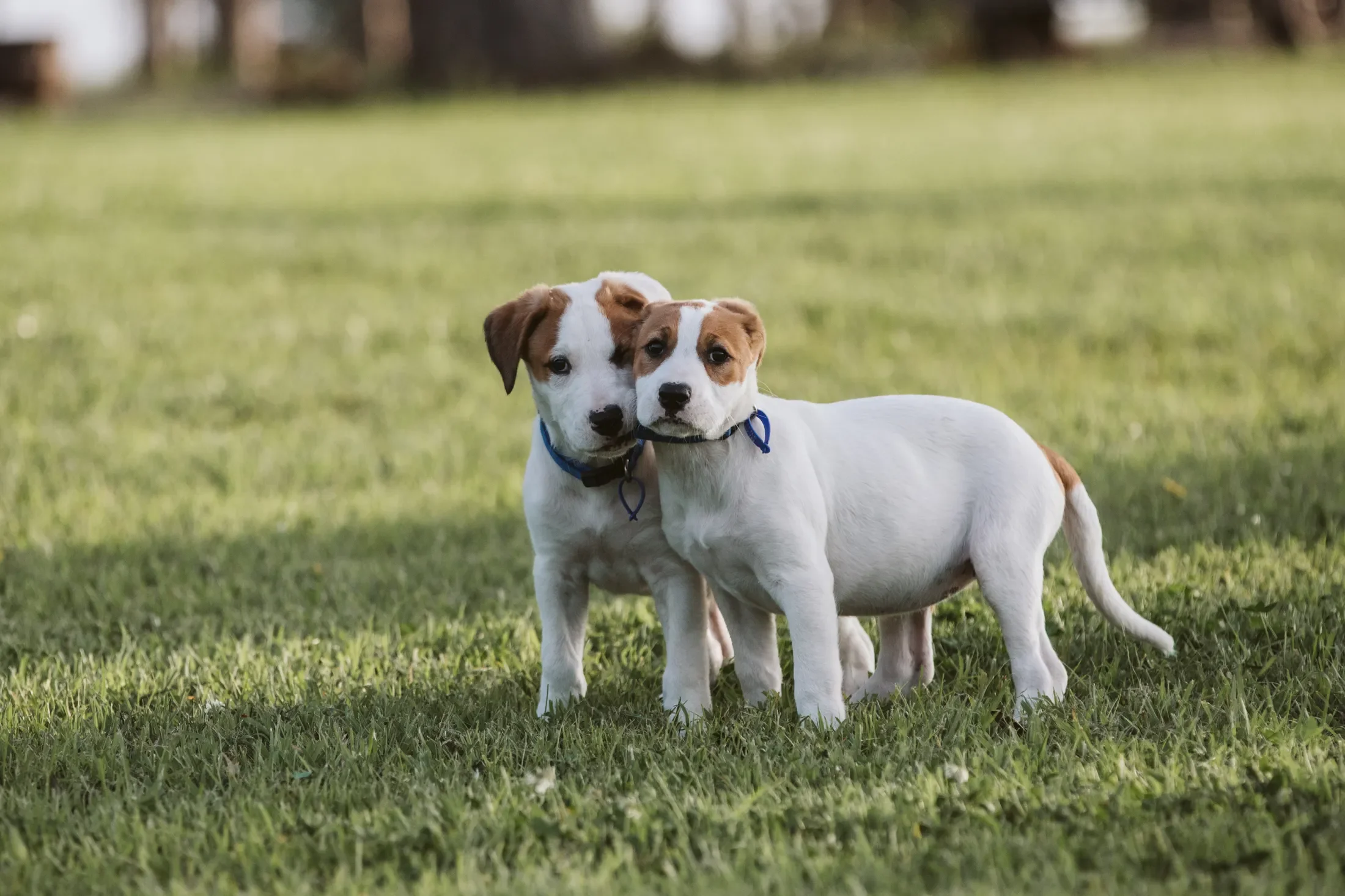 Two puppies, likely Jack Russell Terriers, standing on a grassy field with blurred trees in the background.
