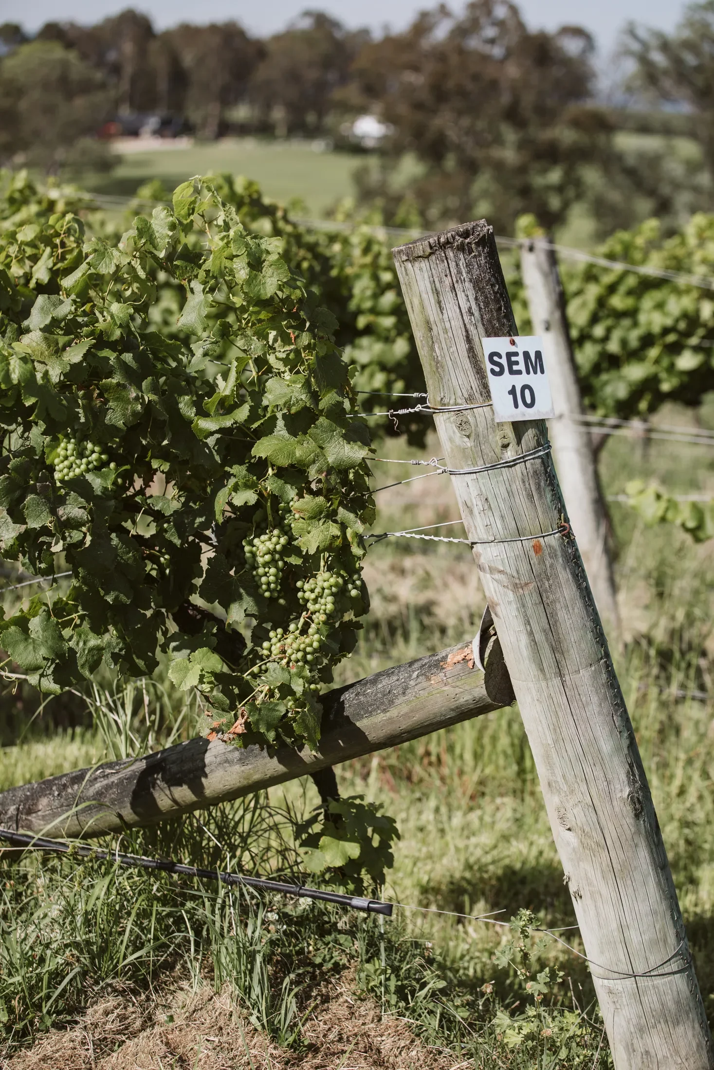 Green grapevines growing along wooden and wire trellises in a vineyard, with a sign reading 'SEM 10' attached to a weathered wooden post.