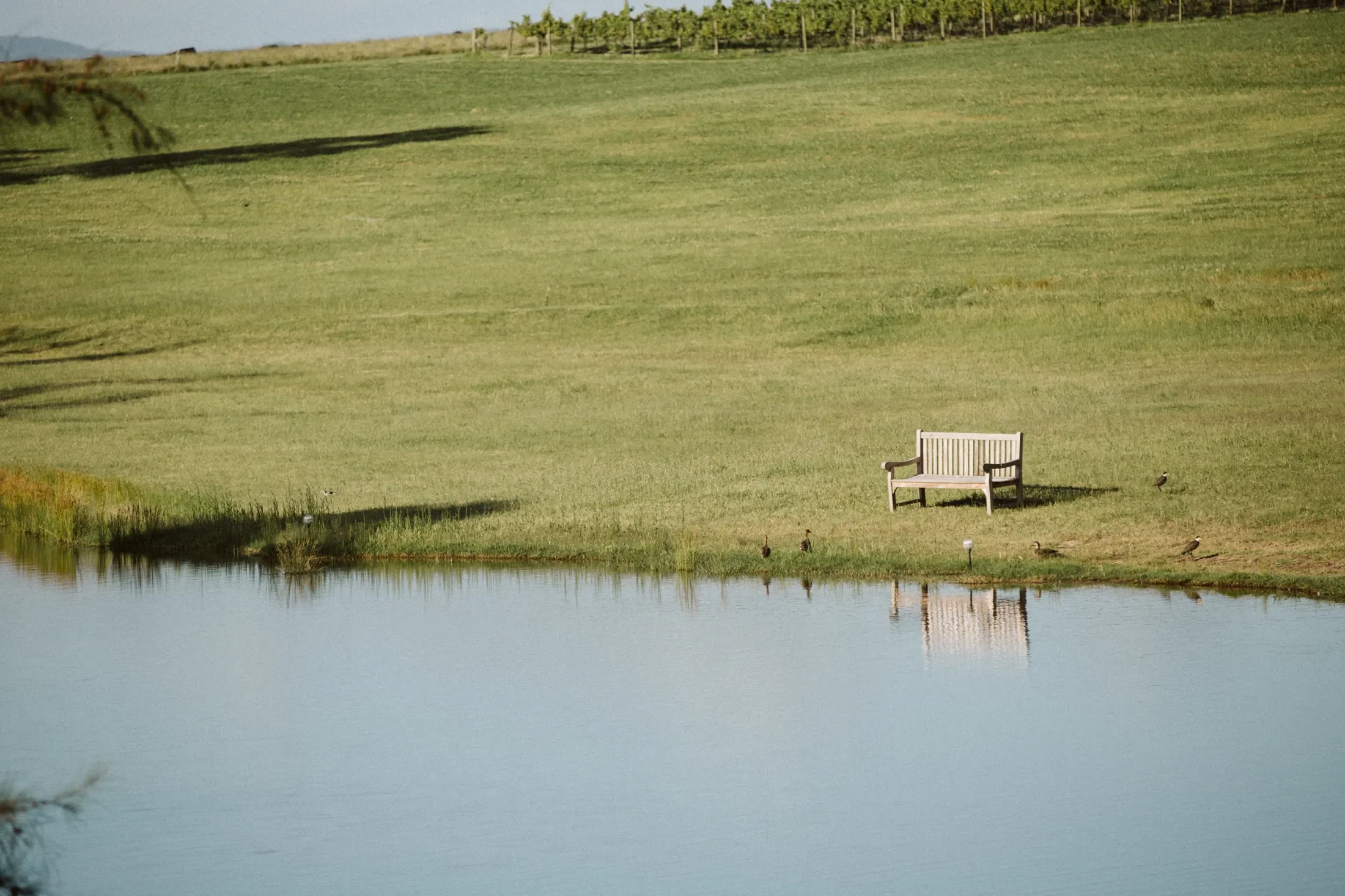 A peaceful lakeside scene with a white wooden bench on a grassy area beside the water, surrounded by ducks and a green landscape with rolling hills and trees in the background.