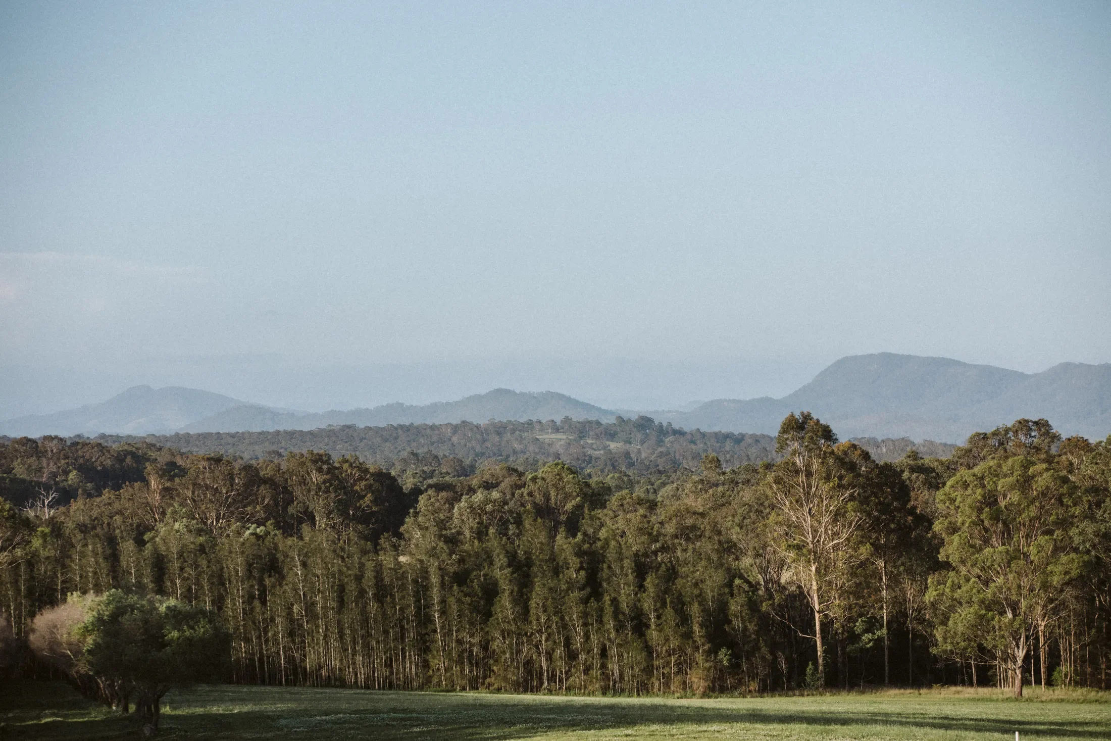 A scenic view of blue mountains with hazy sky, green trees and a grassy field in foreground.