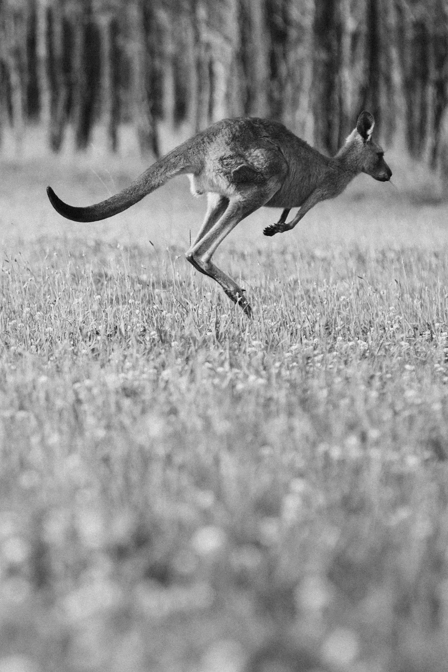 A kangaroo running in a grassy field with a forest in the background.