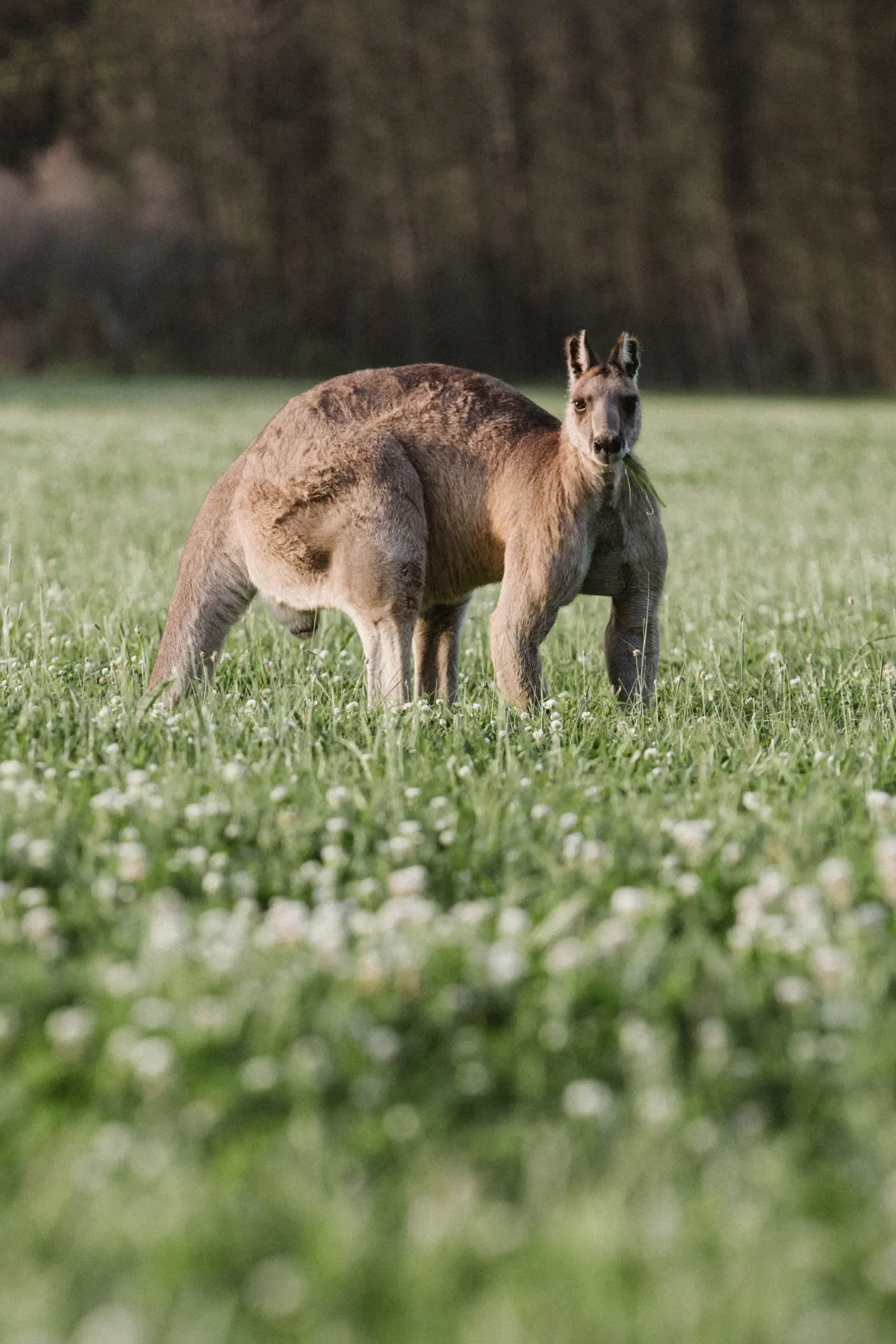 A young kangaroo, or joey, standing in a grassy field with a dark blurry forest in the background, looking directly at the camera.