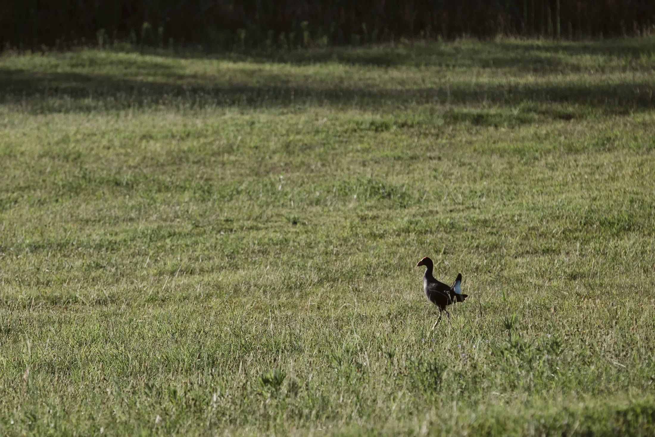 A black and white duck standing alone on a grassy field with trees in the background.