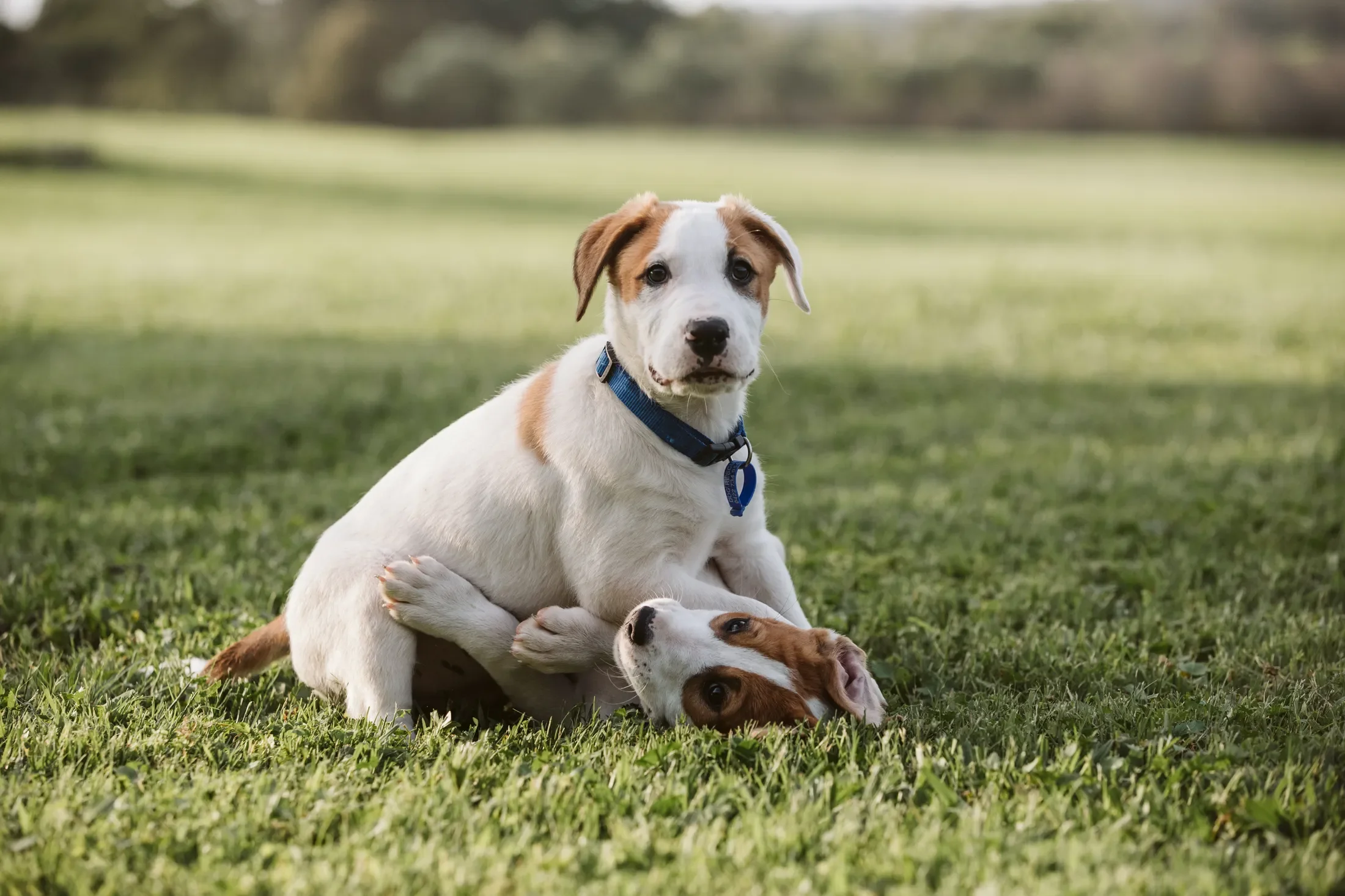 Two puppies playing on grass, with one puppy sitting and the other lying underneath, both with white and brown fur, and a blurred natural background.