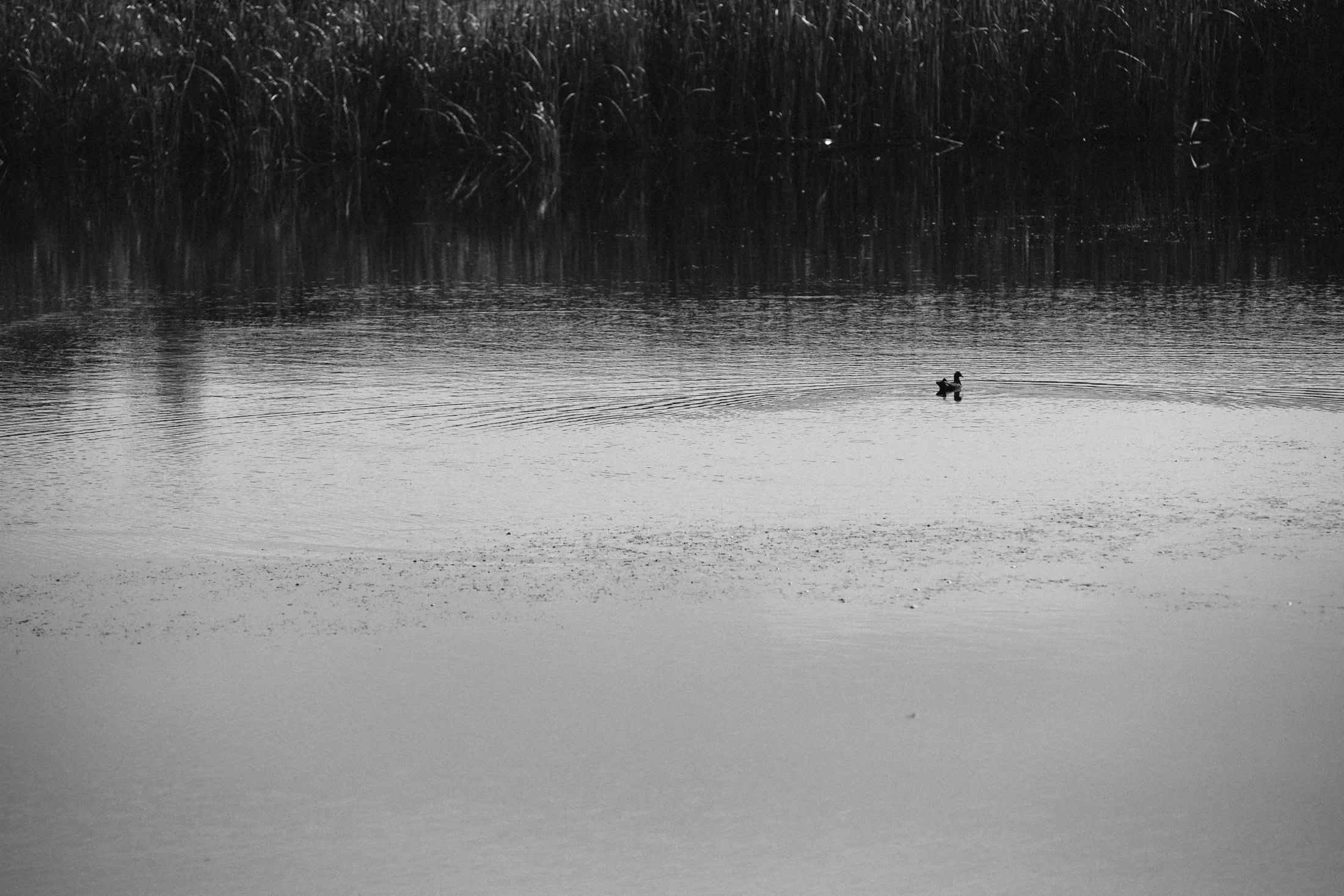 Black and white photo of a duck swimming in a body of water near the shore with tall grass in the background.