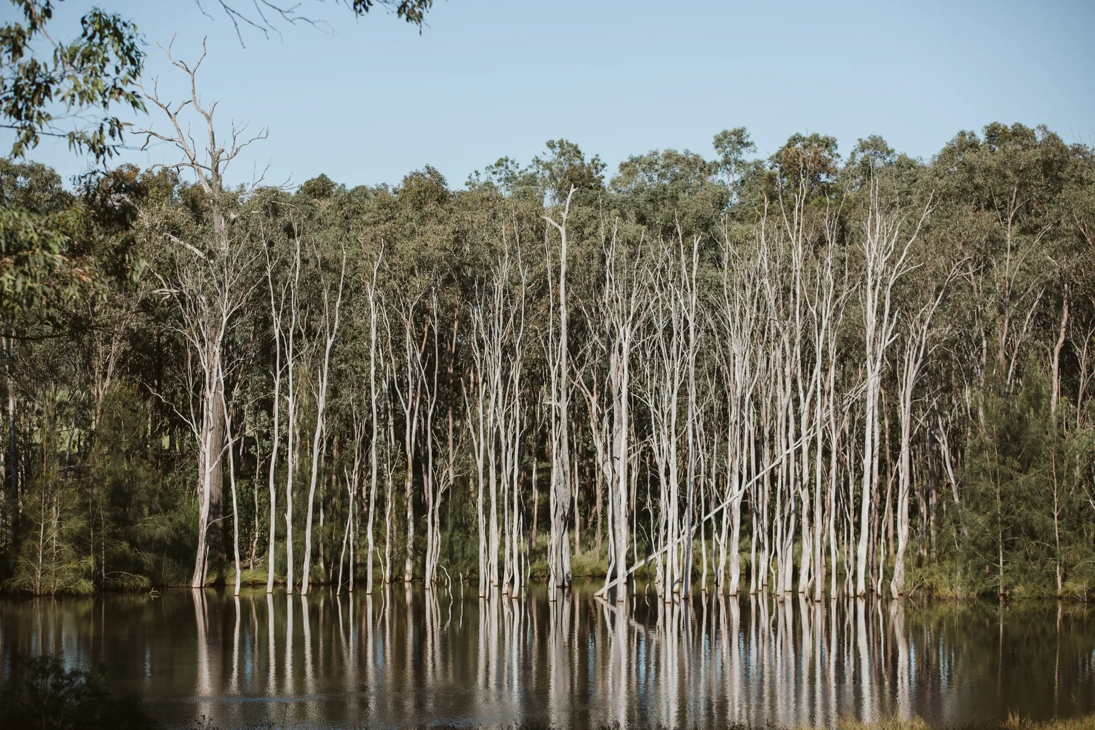 A forested landscape with tall, leafless trees along a water body, under a clear blue sky.