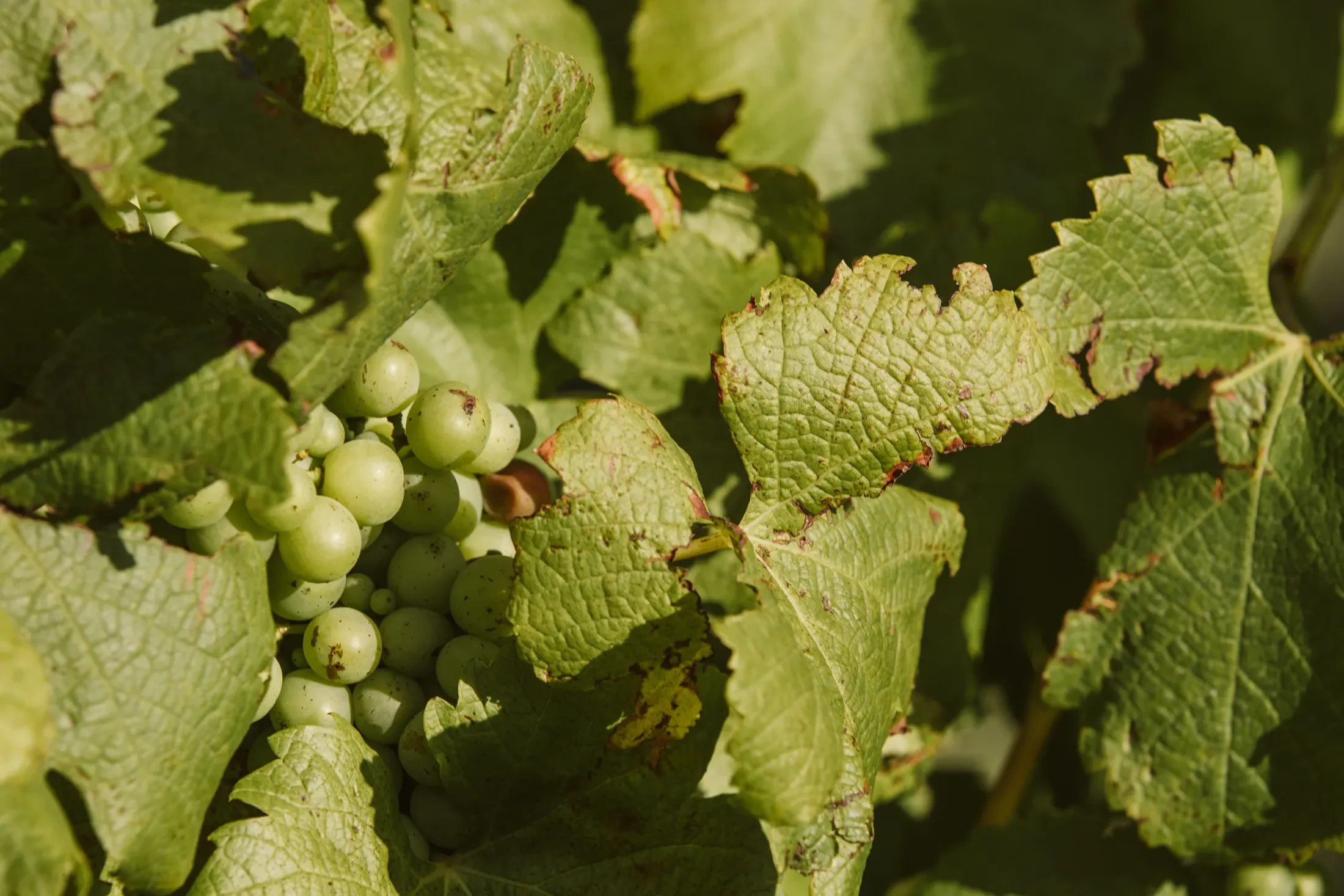 A bunch of white grapes hanging on a vine surrounded by large green leaves.