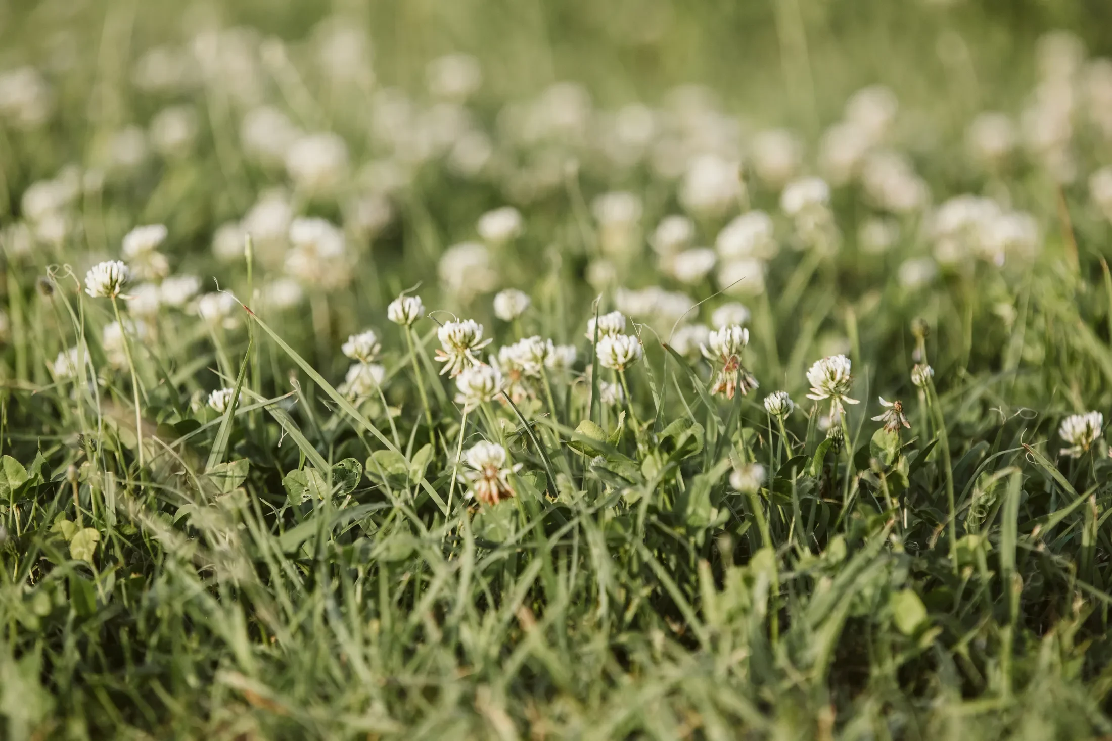 A close-up of green grass with small white flowers scattered throughout.