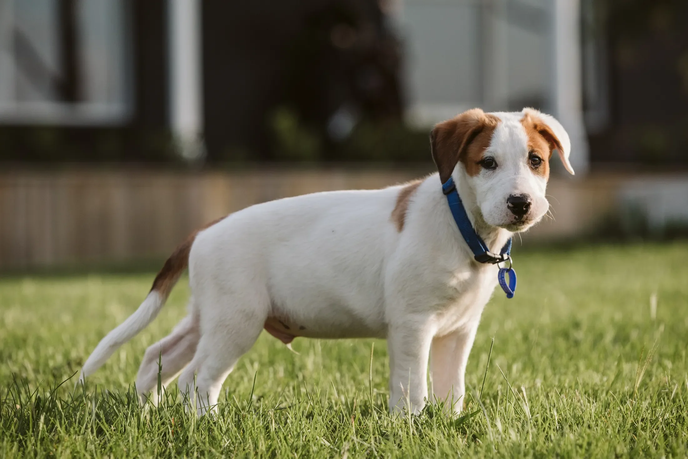Young puppy with white and brown fur and a blue collar running on a grassy area.