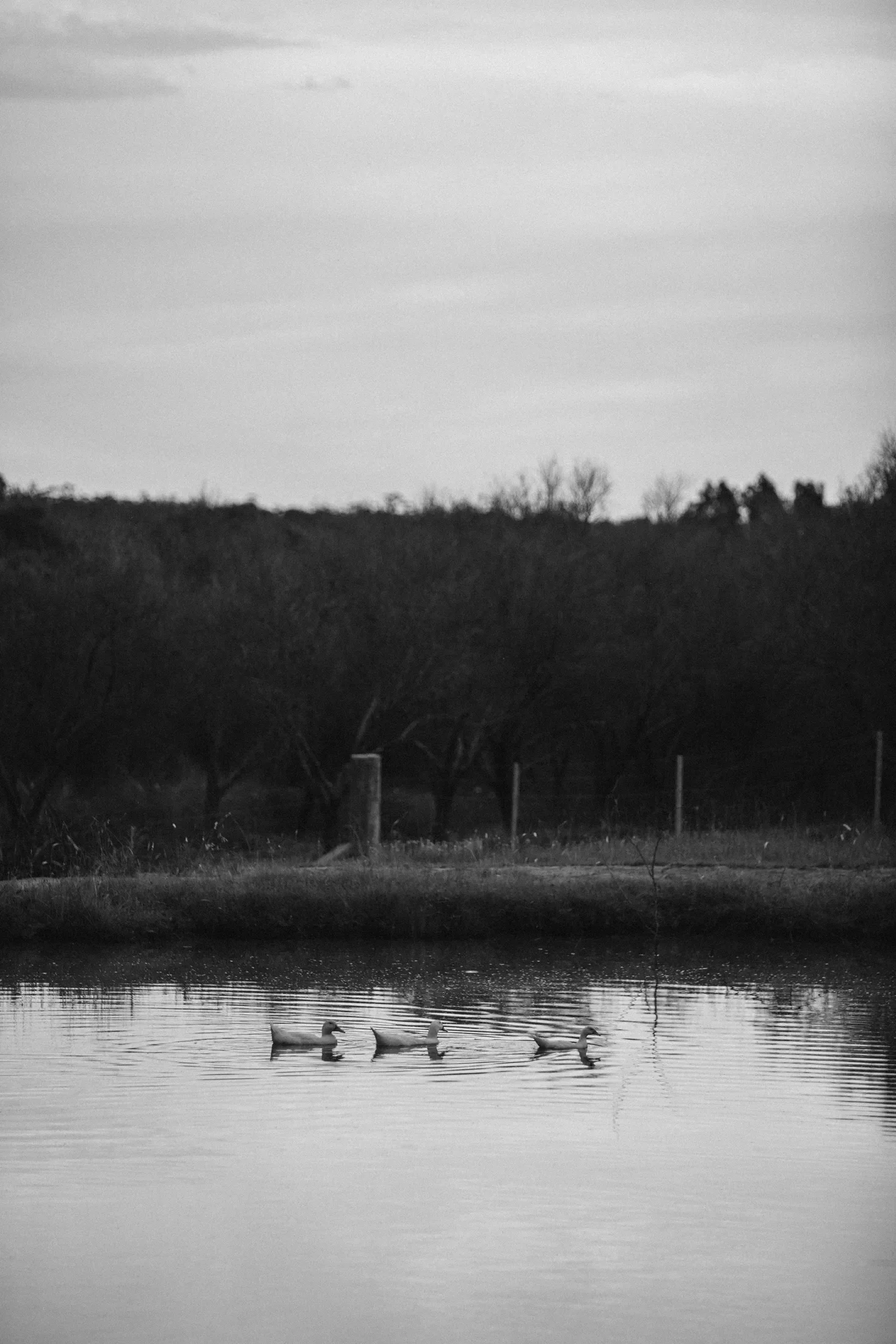 A black and white photo of a calm river, with three ducks swimming on the water and a line of trees in the background.