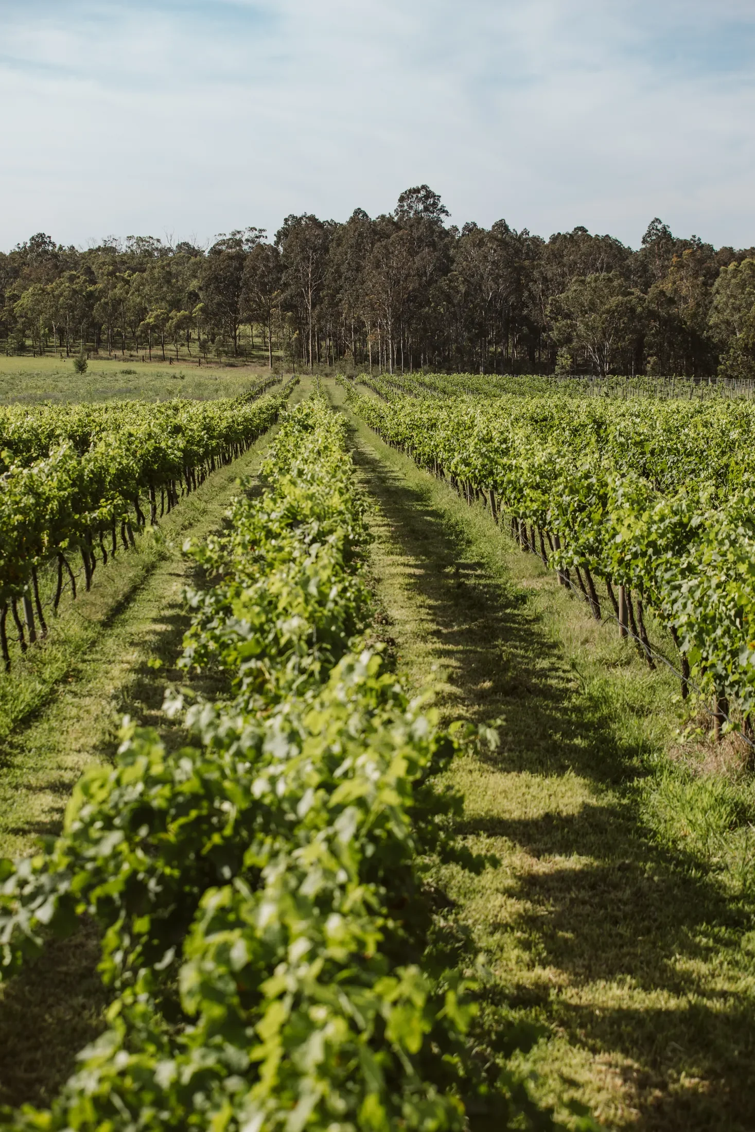 A vineyard with rows of grapevines leading towards a tree-lined horizon on a cloudy day.
