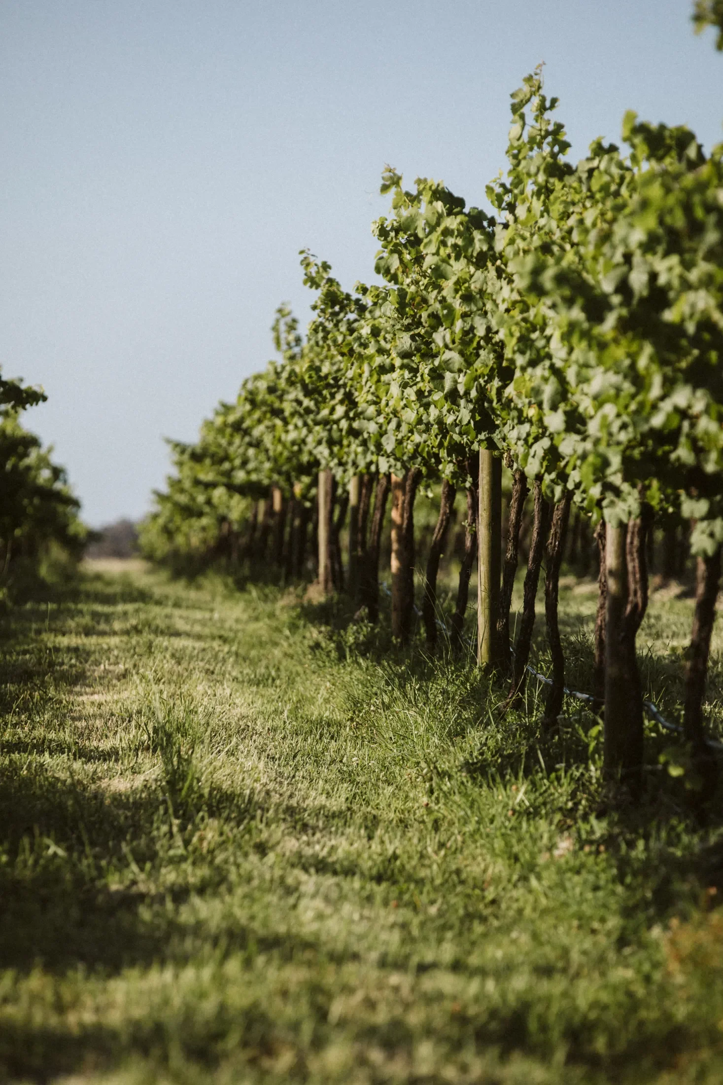 Vineyard rows with green leaves and grapevines under a clear blue sky.