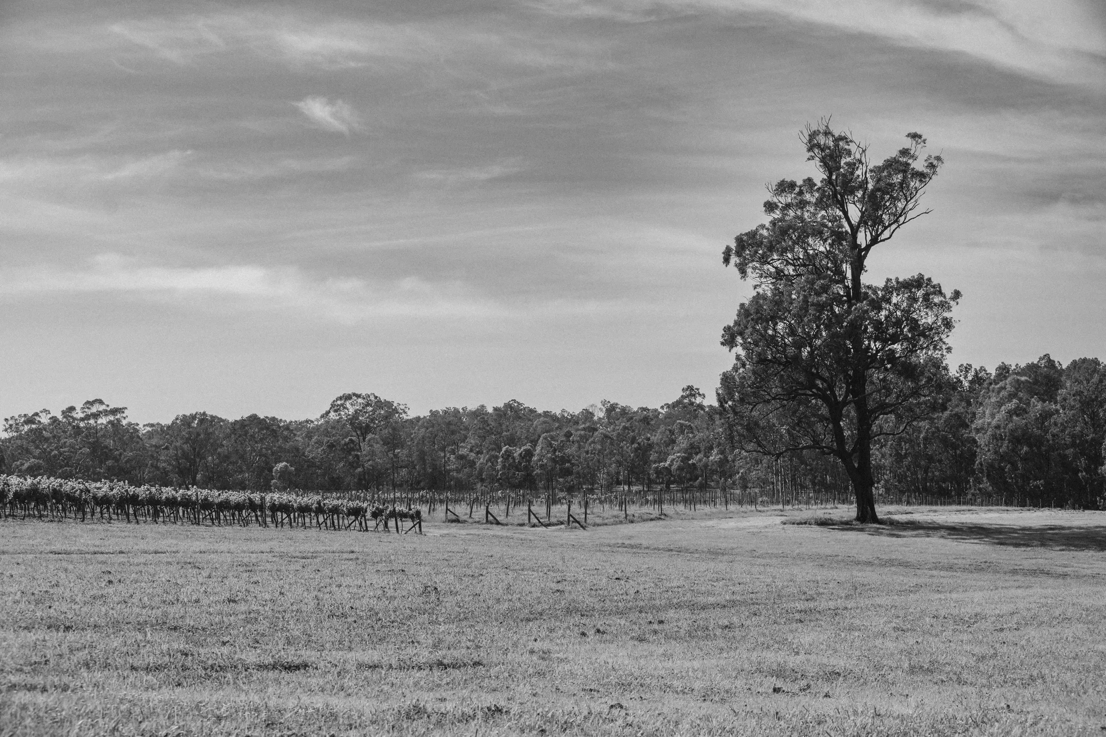 A black and white photo of a landscape with a large solitary tree in the foreground, rows of grapevines in the middle ground, and a forested area in the background under a sky with clouds.