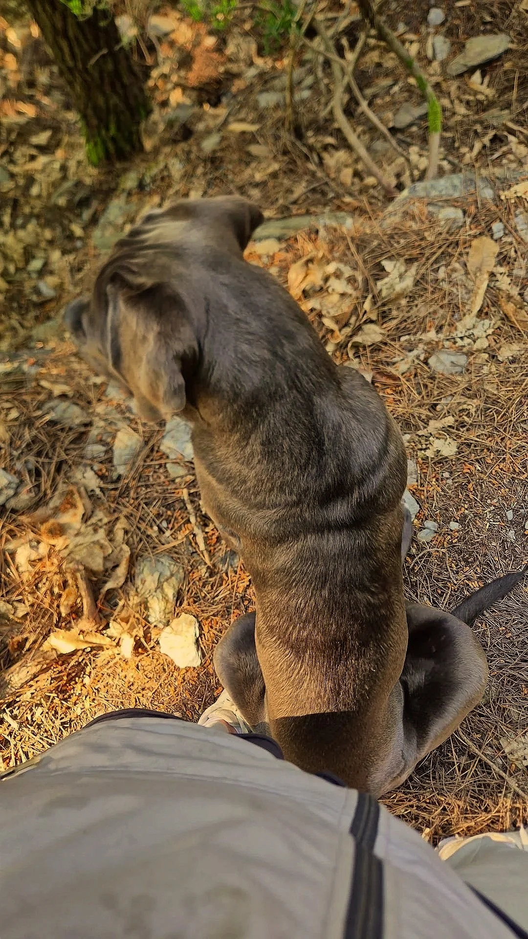 Een hond zit in een bosachtig gebied met bladeren, takken en kleine stenen op de grond.