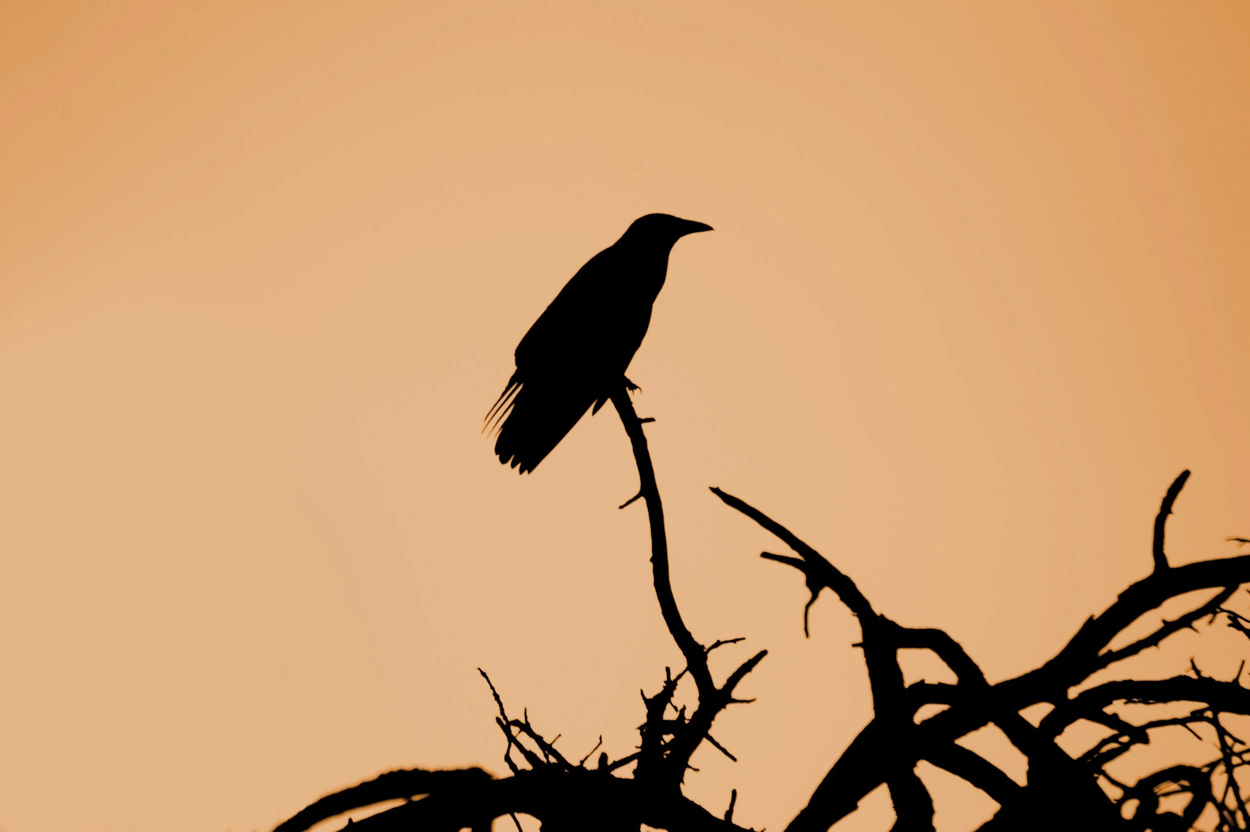 The bird that never forgets a face
