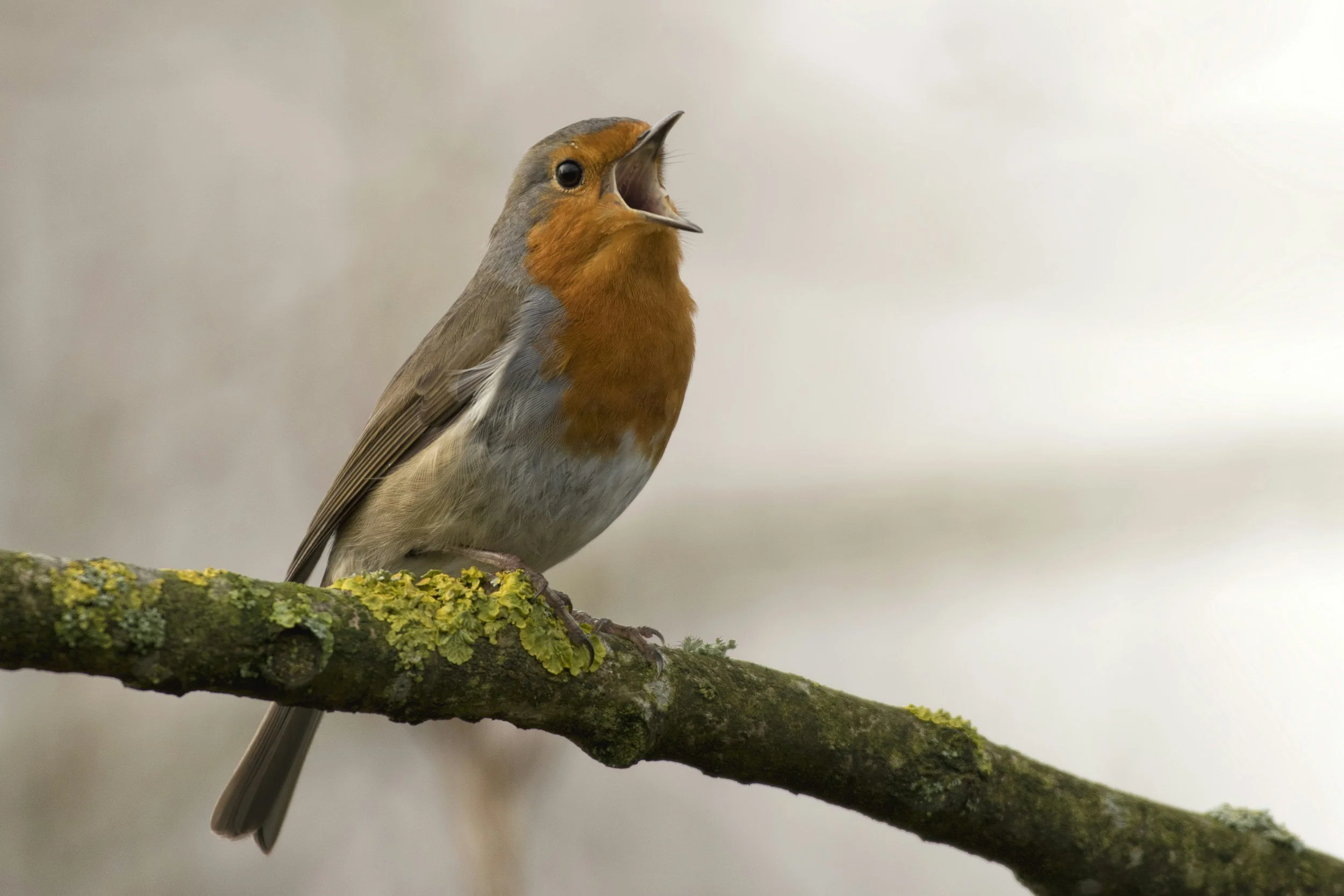 Why the birds get up before you do