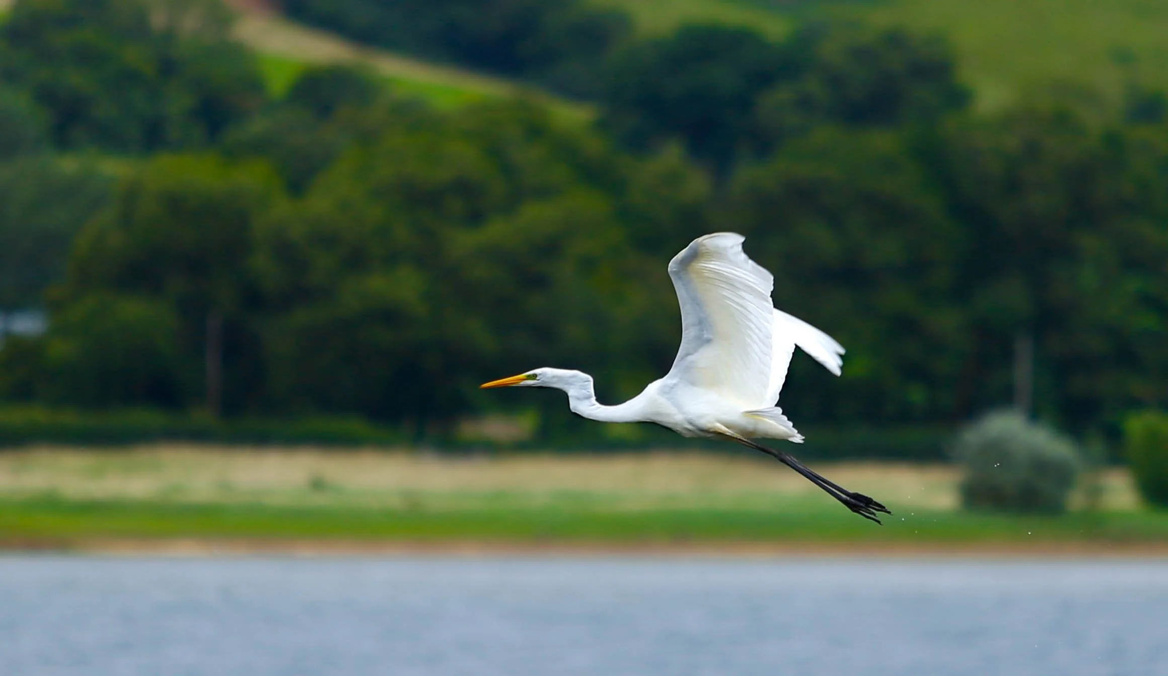 A white heron in mid-flight over a body of water with a green forest background.