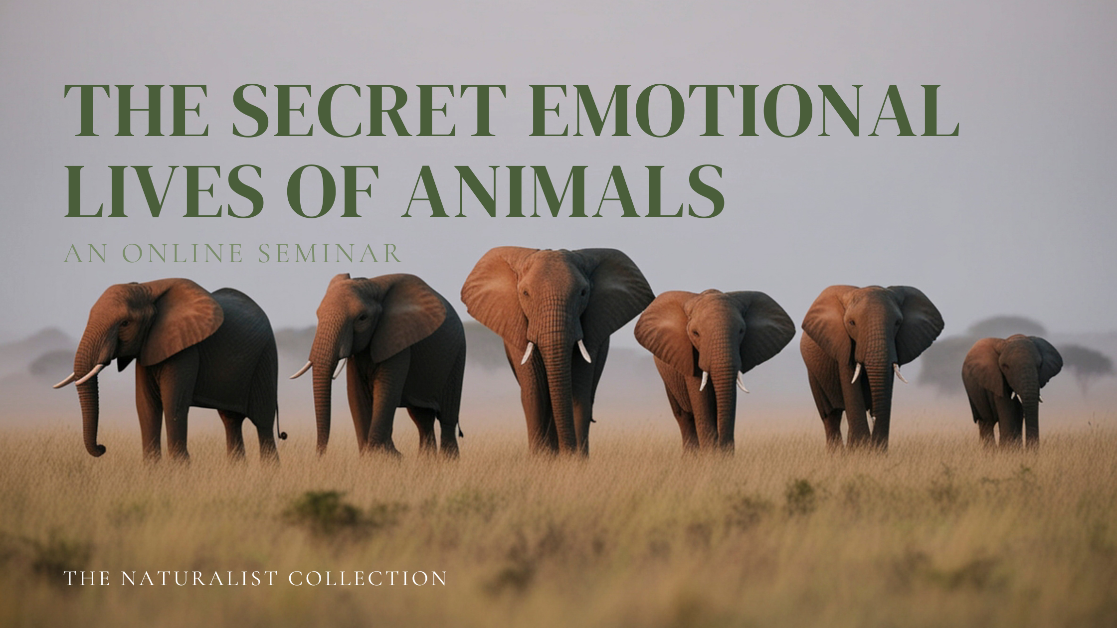A group of six elephants standing in a grassy plain, facing the camera. The image is part of a promotional material for an online seminar titled 'The Secret Emotional Lives of Animals' from The Naturalist Collection.