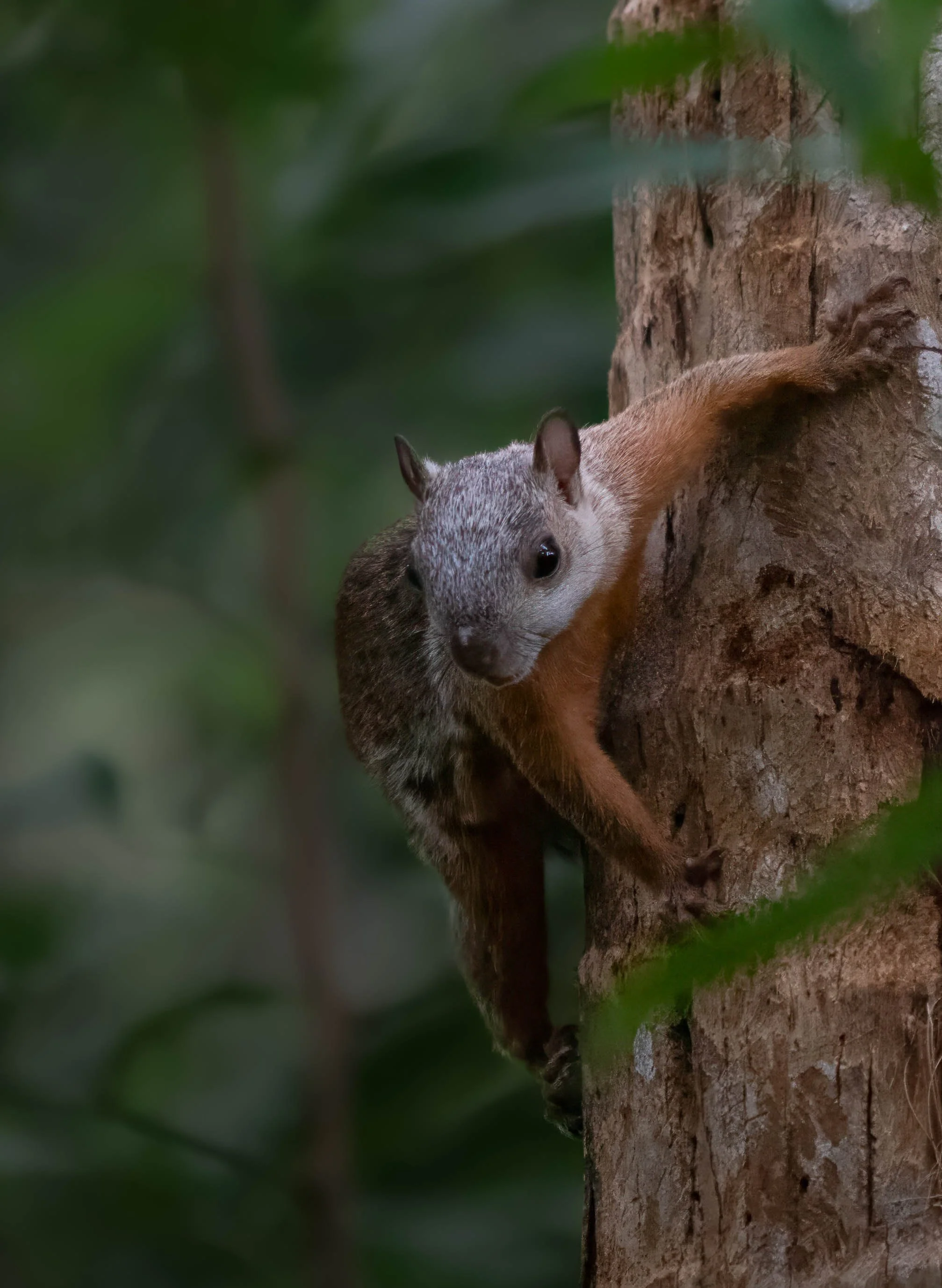 A squirrel climbing a tree trunk in a forested area with green leaves and blurred background.