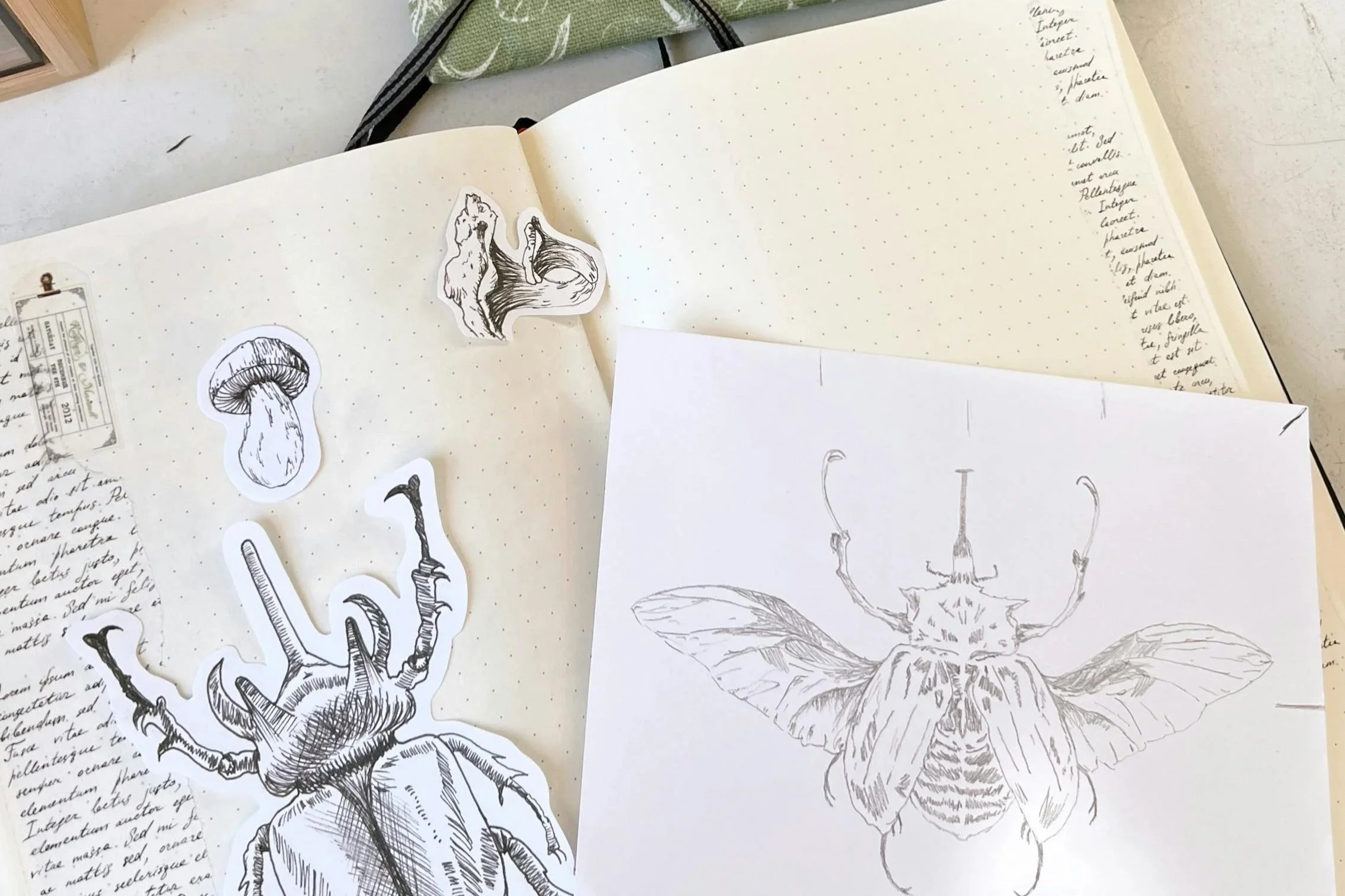 Black and white sketches of various insects, including a beetle, a moth, and a stick bug, scattered on a dotted notebook page with handwritten notes.