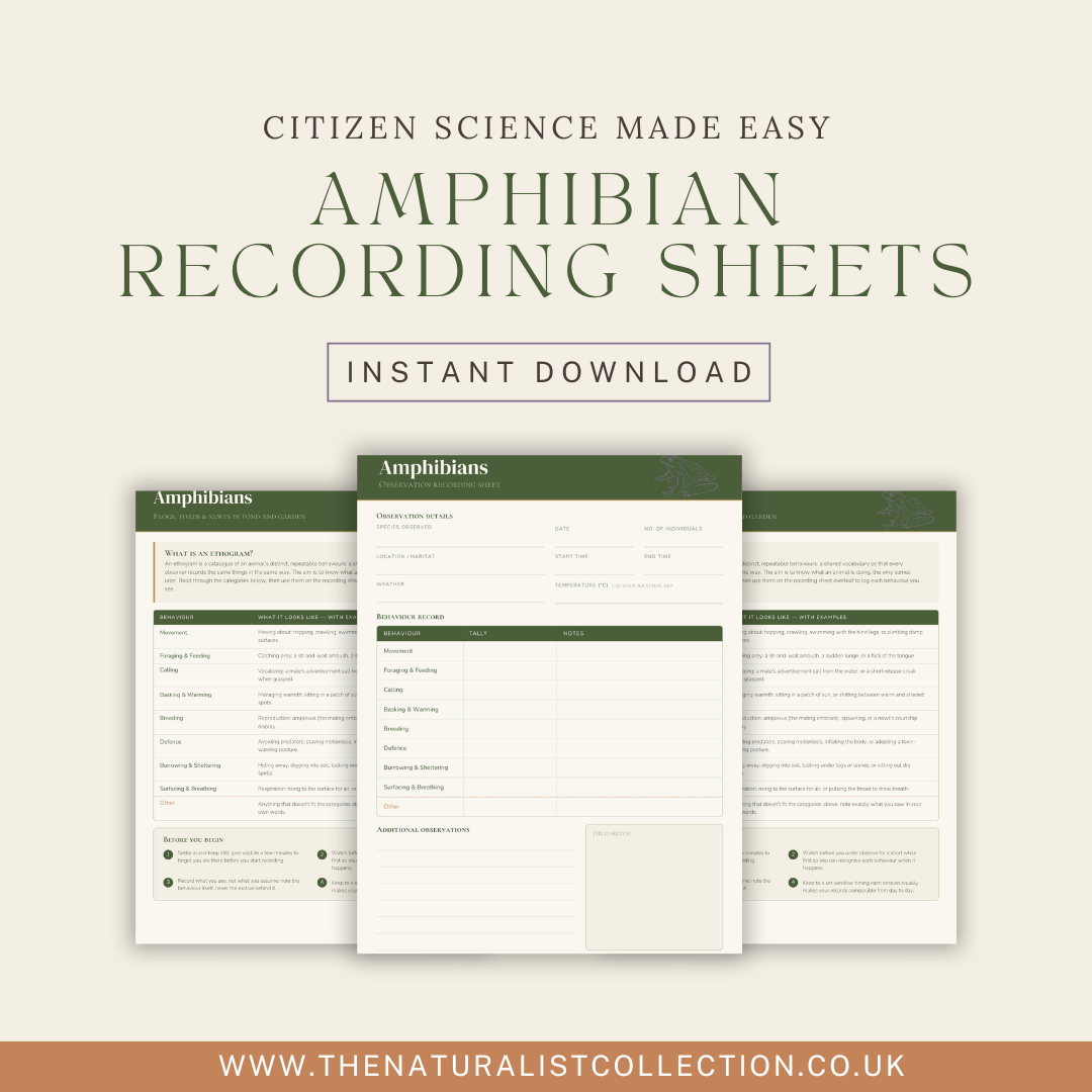 Amphibian Behaviour Recording Sheet