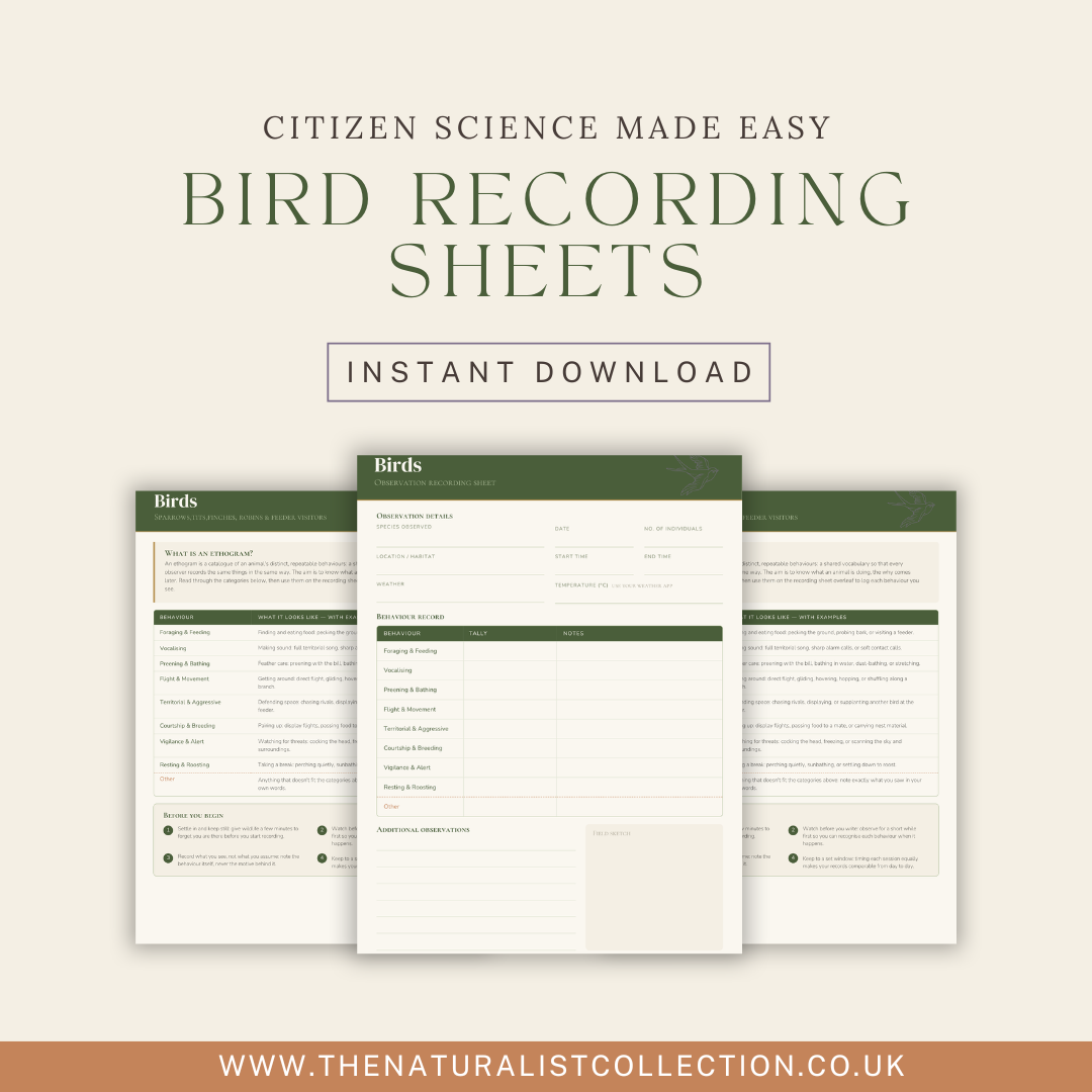 Bird Behaviour Recording Sheet