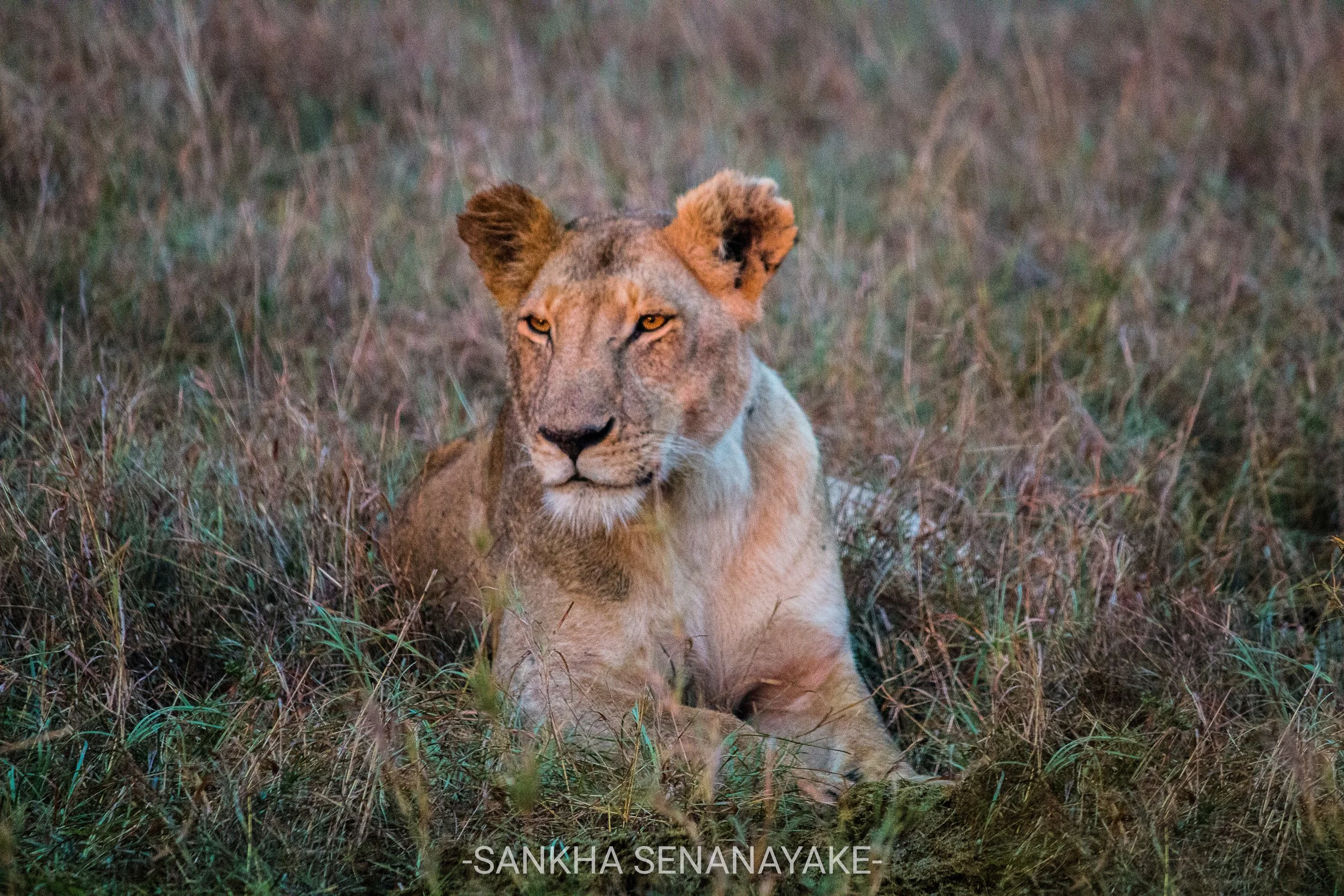 Kenya_2019_-70.jpg