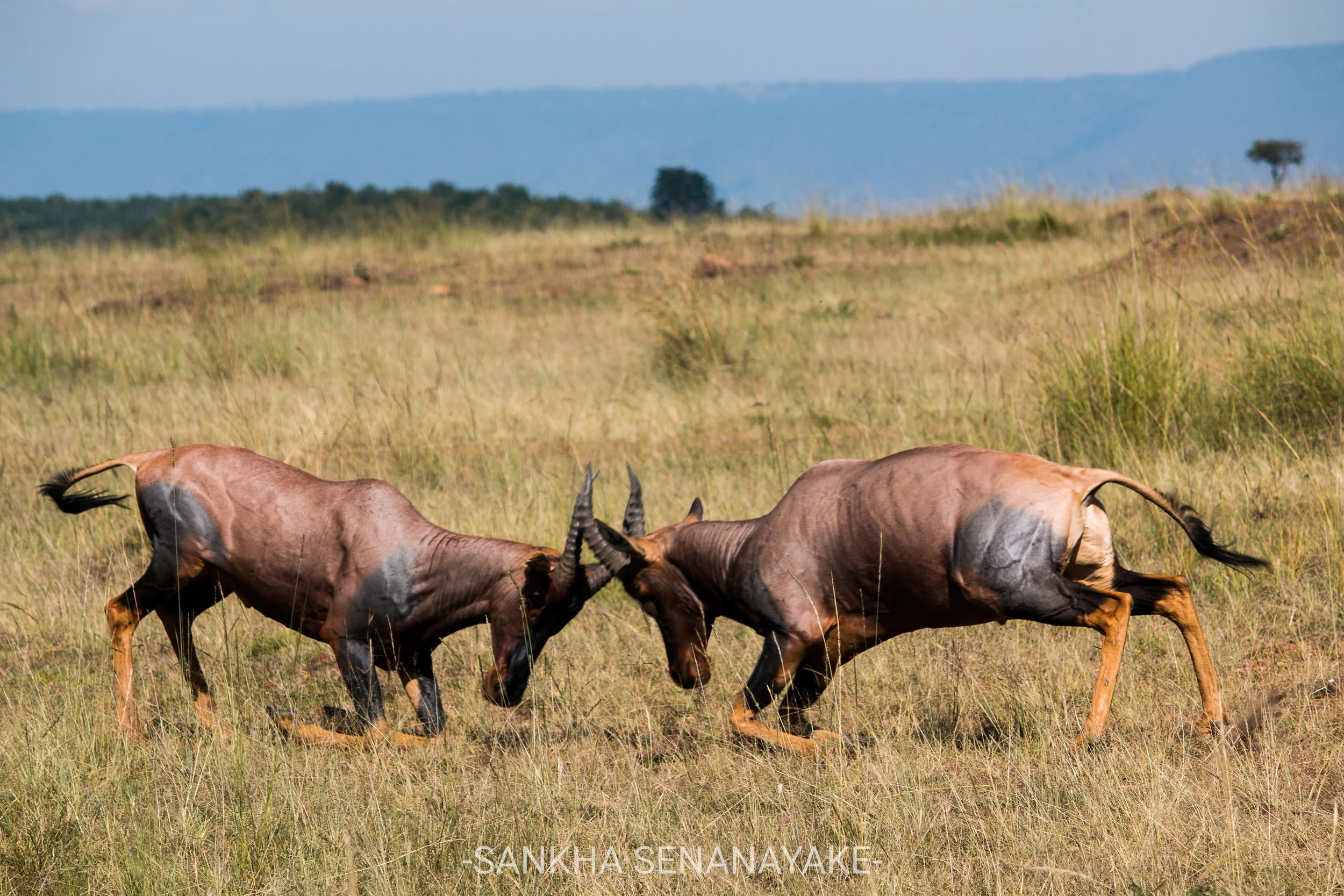 Kenya_2019_-171.jpg