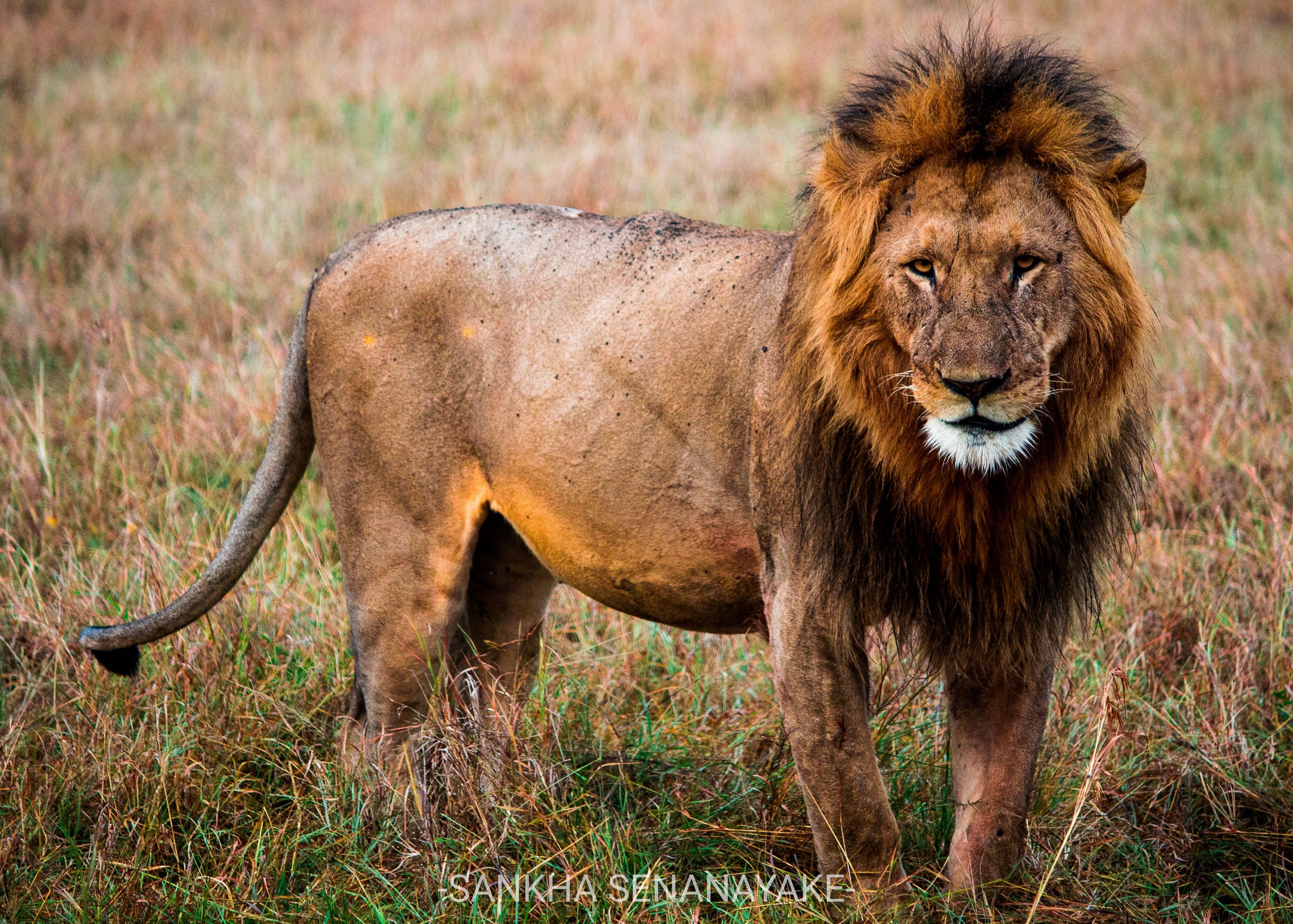 Kenya_2019_-77 (2).jpg