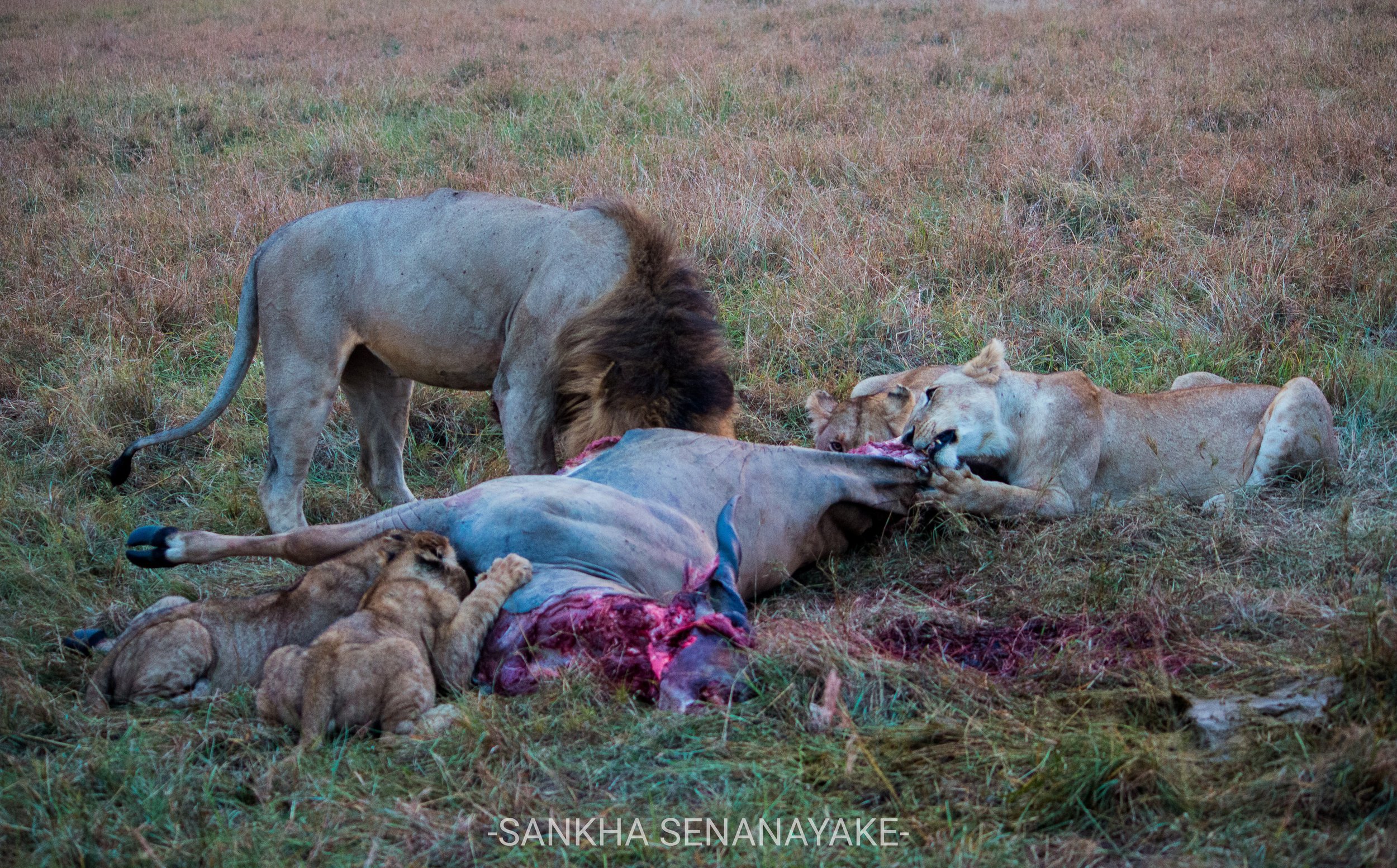 Kenya_2019_-64.jpg