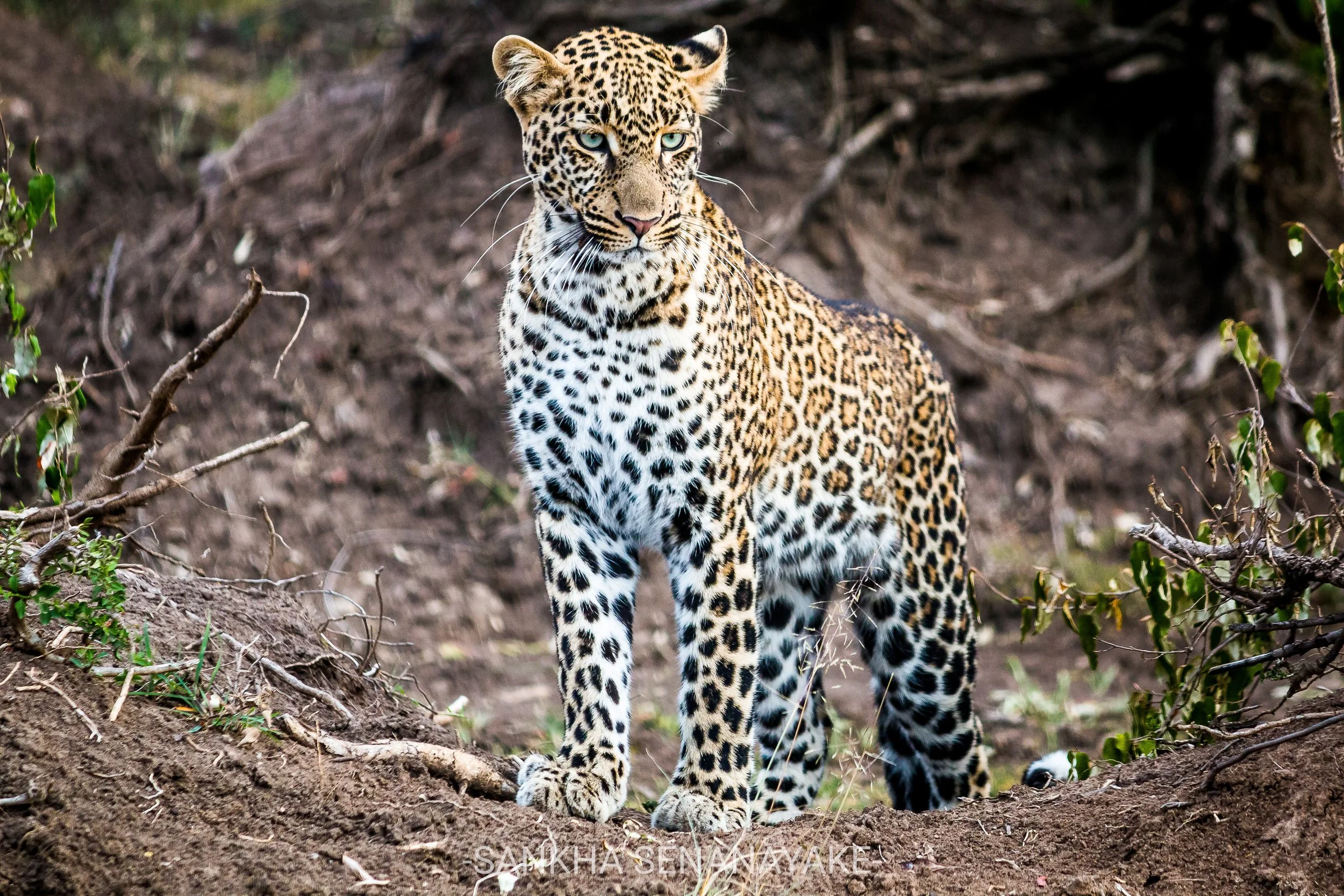 Kenya_2019_-86.jpg