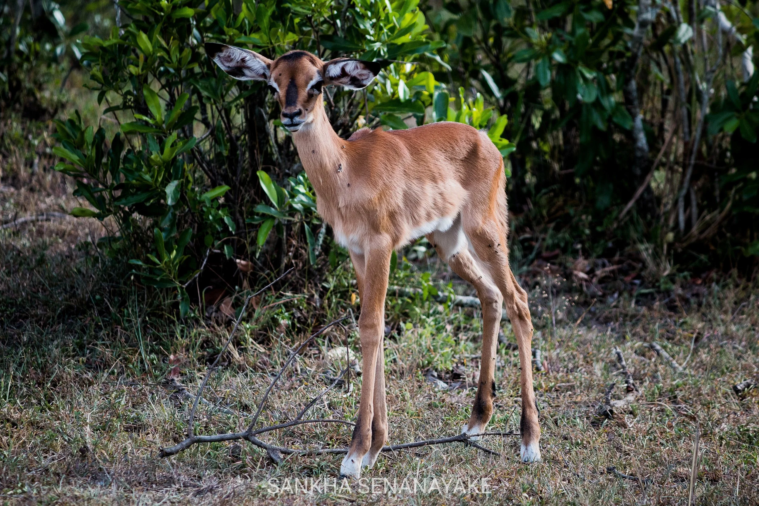 Kenya_2019_-179.jpg