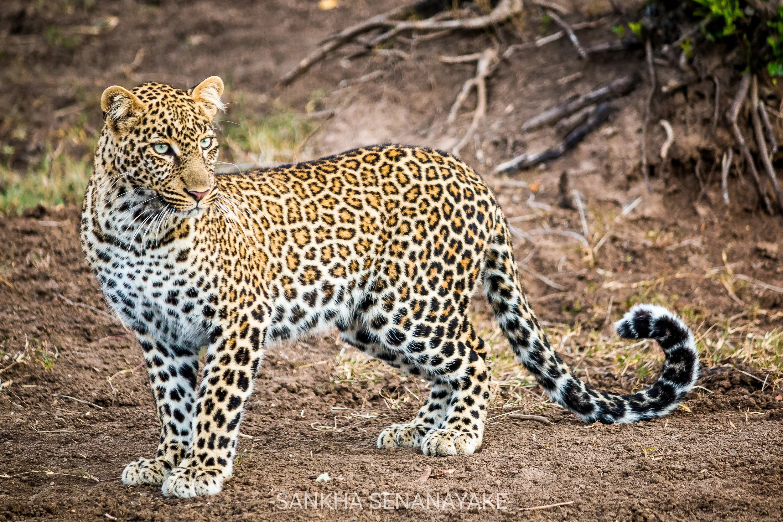 Kenya_2019_-90.jpg