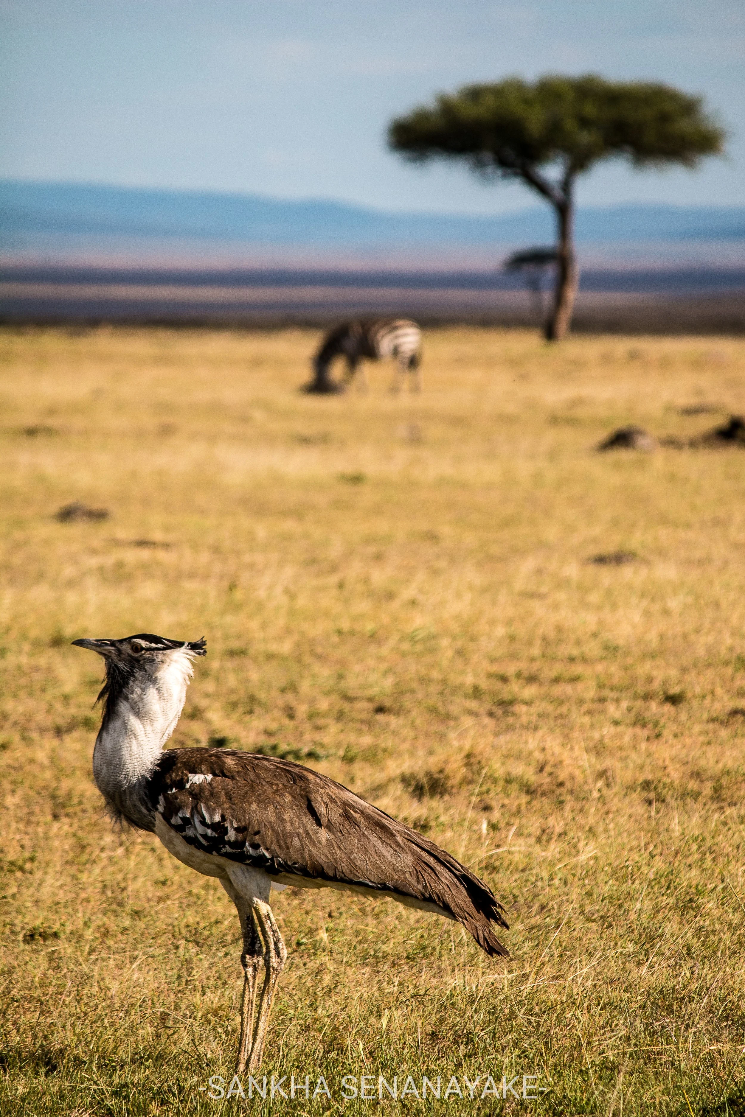 Kenya_2019_-156.jpg