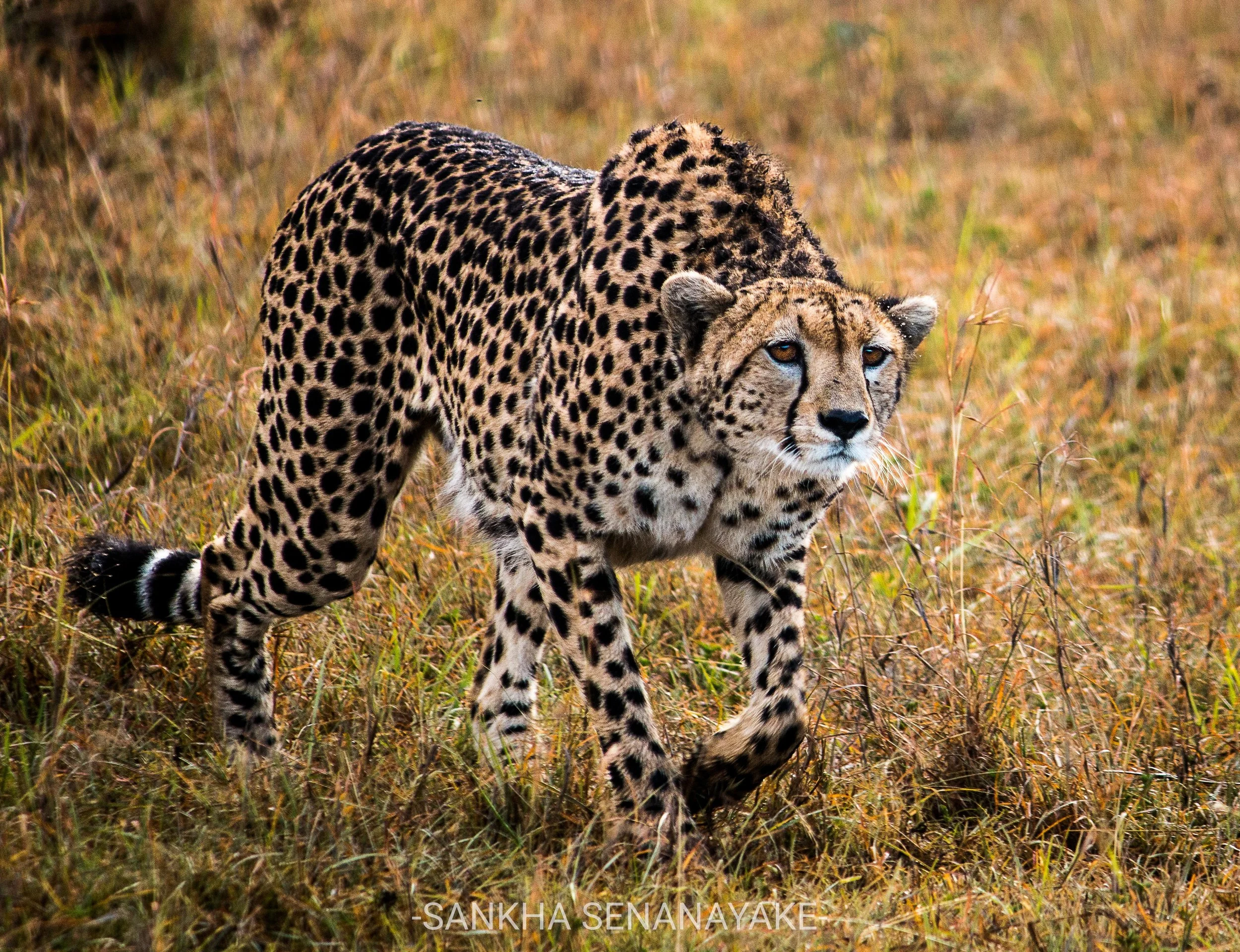Kenya_2019_-120.jpg