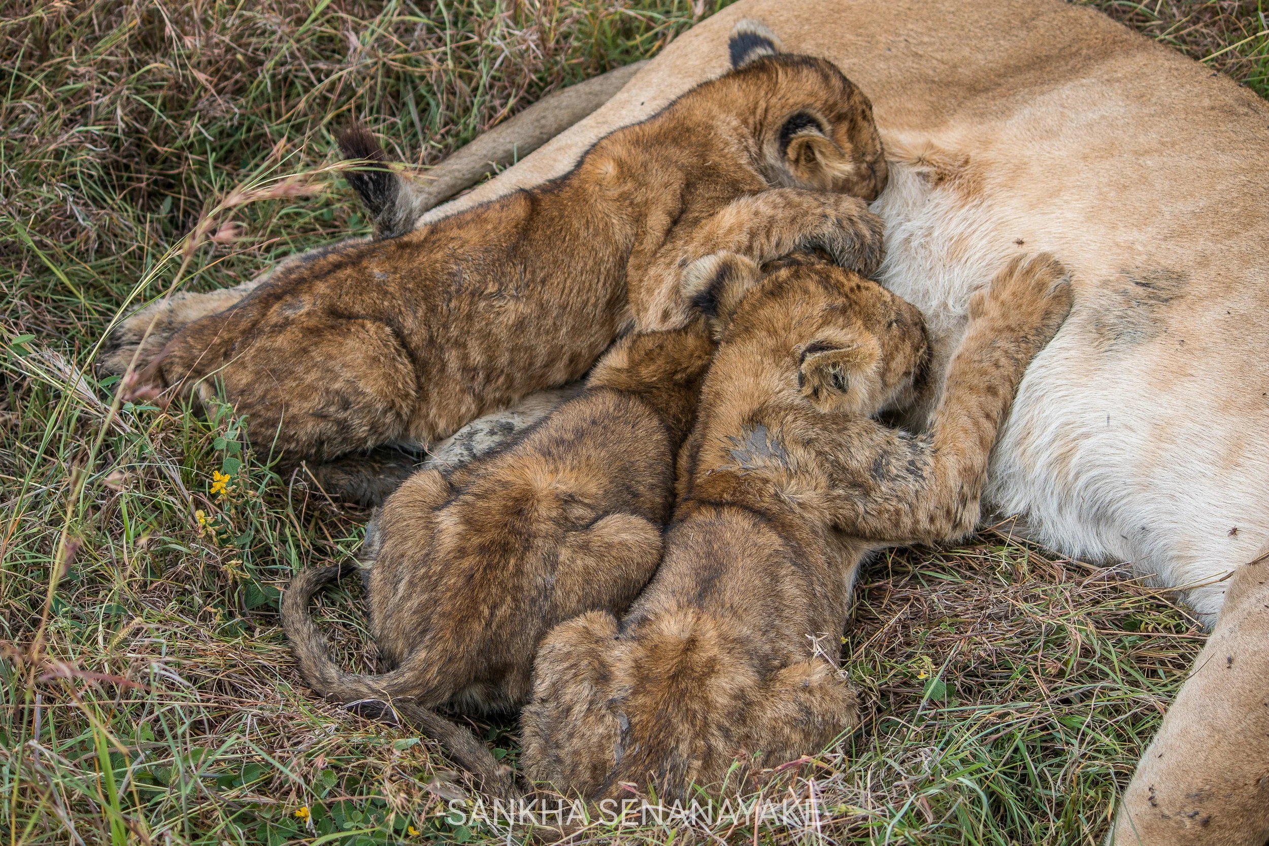 Kenya_2019_-153.jpg