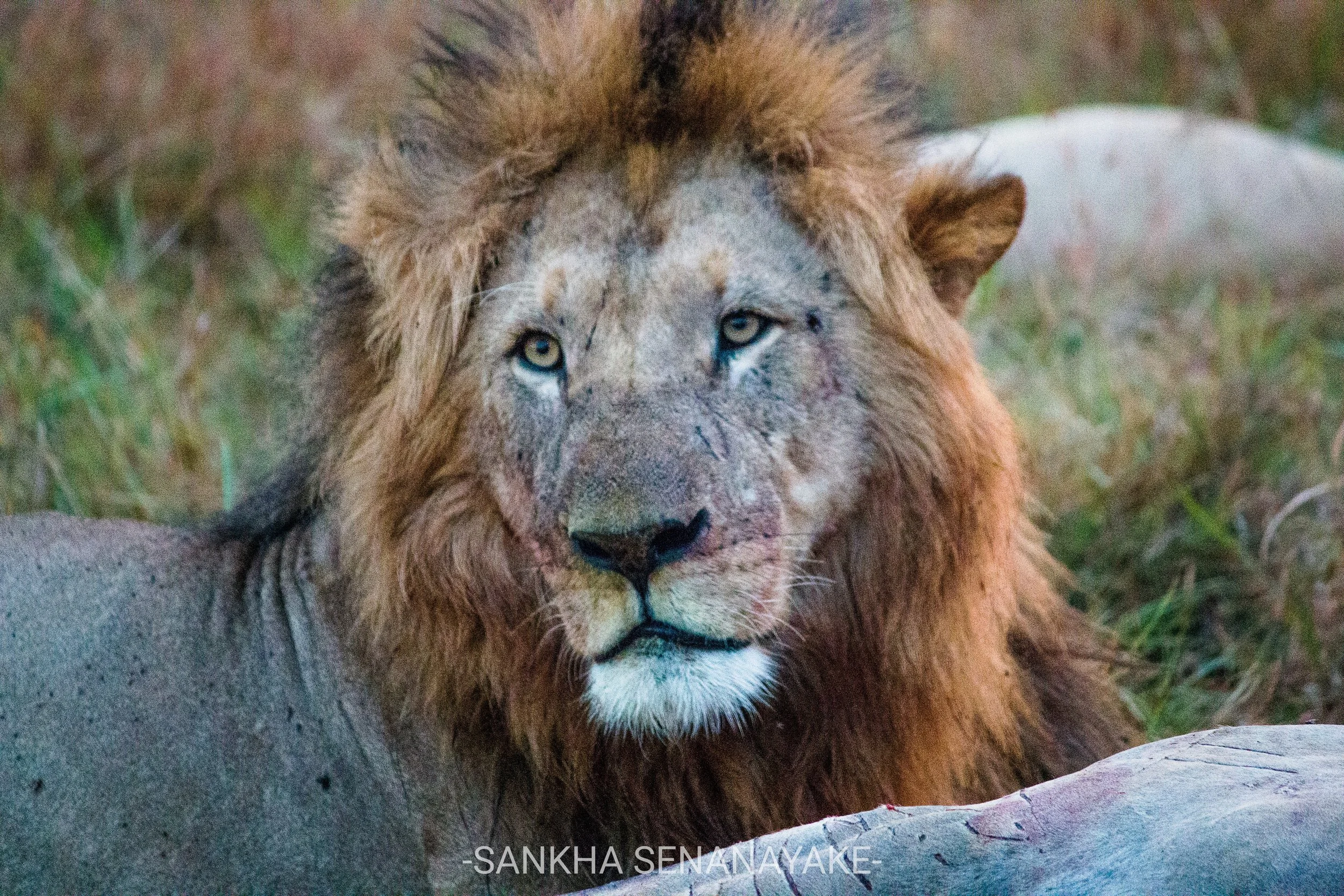 Kenya_2019_-63.jpg