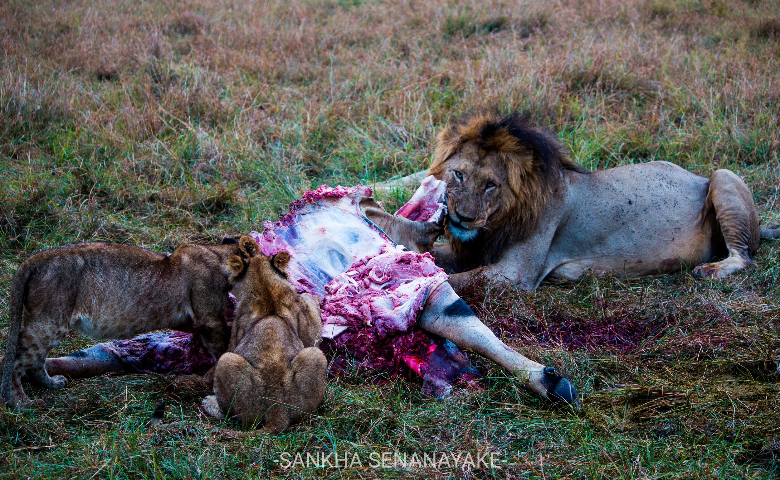 Kenya_2019_-74.jpg