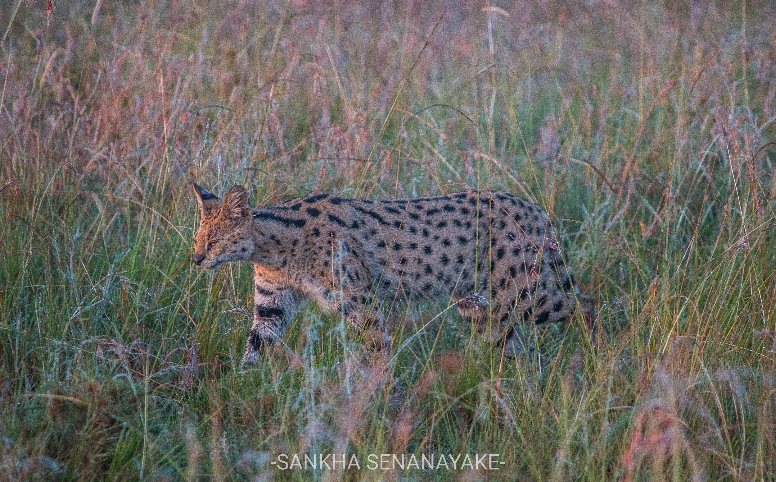 Kenya_2019_-162.jpg