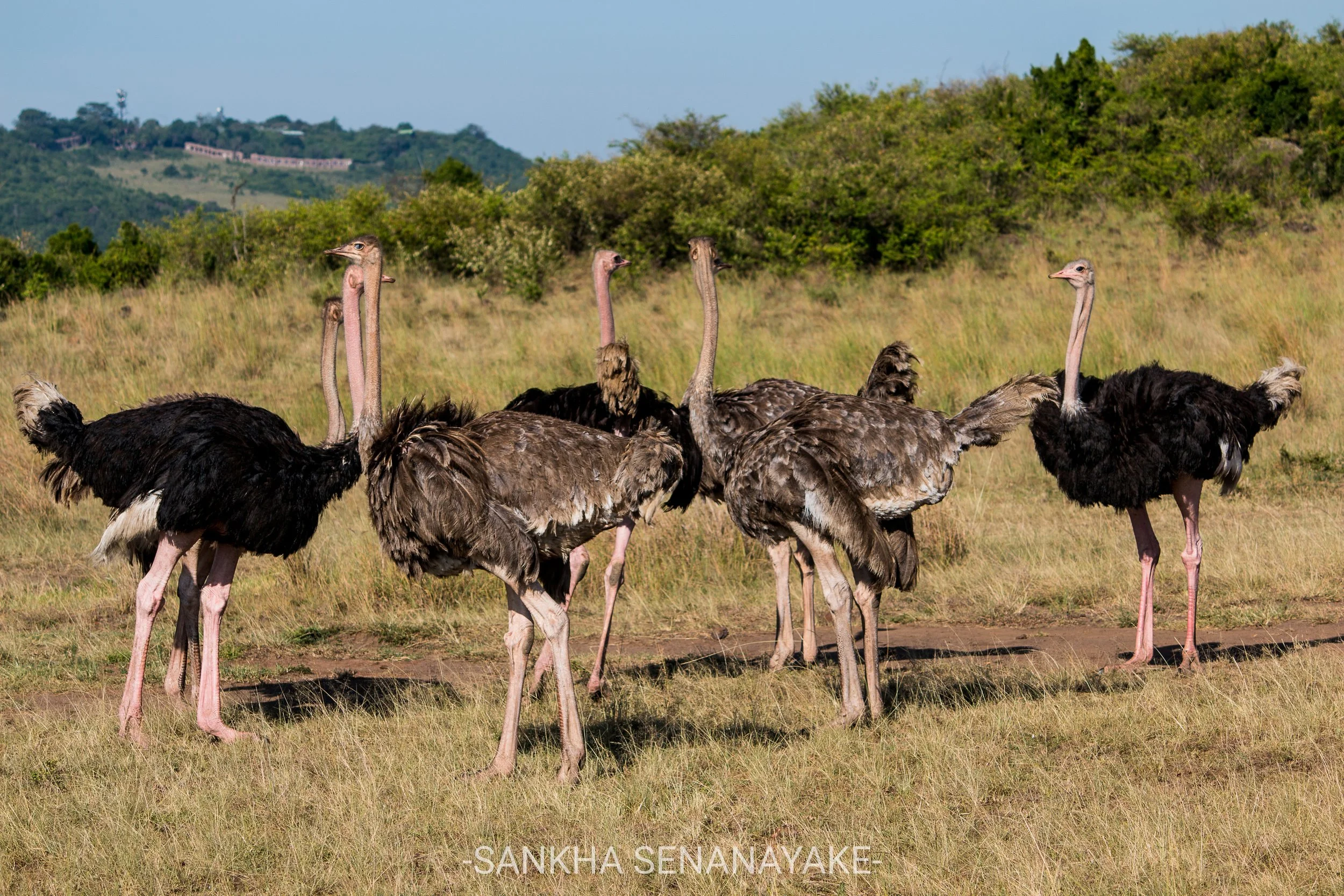 Kenya_2019_-169-1.jpg
