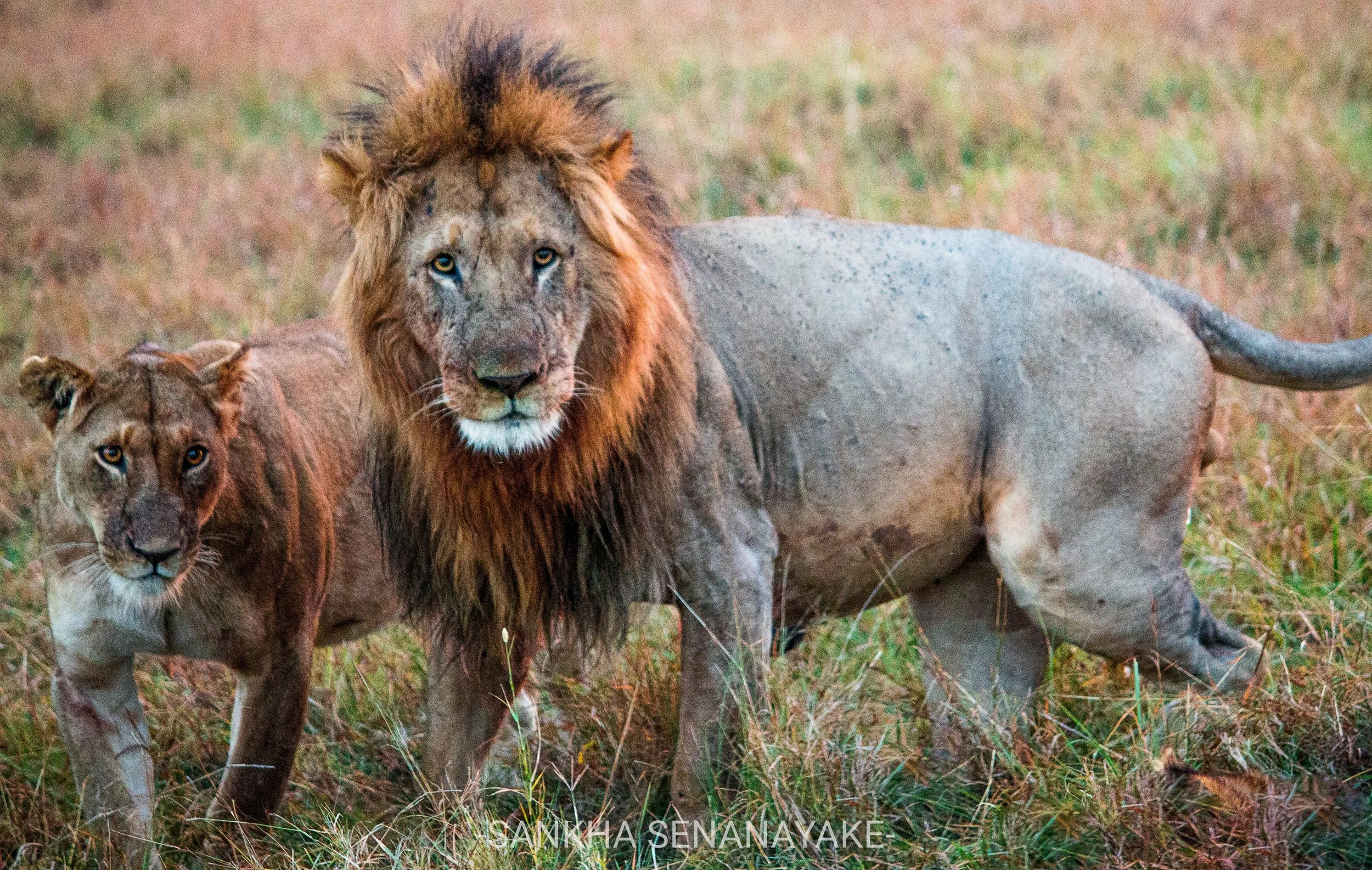 Kenya_2019_-66.jpg
