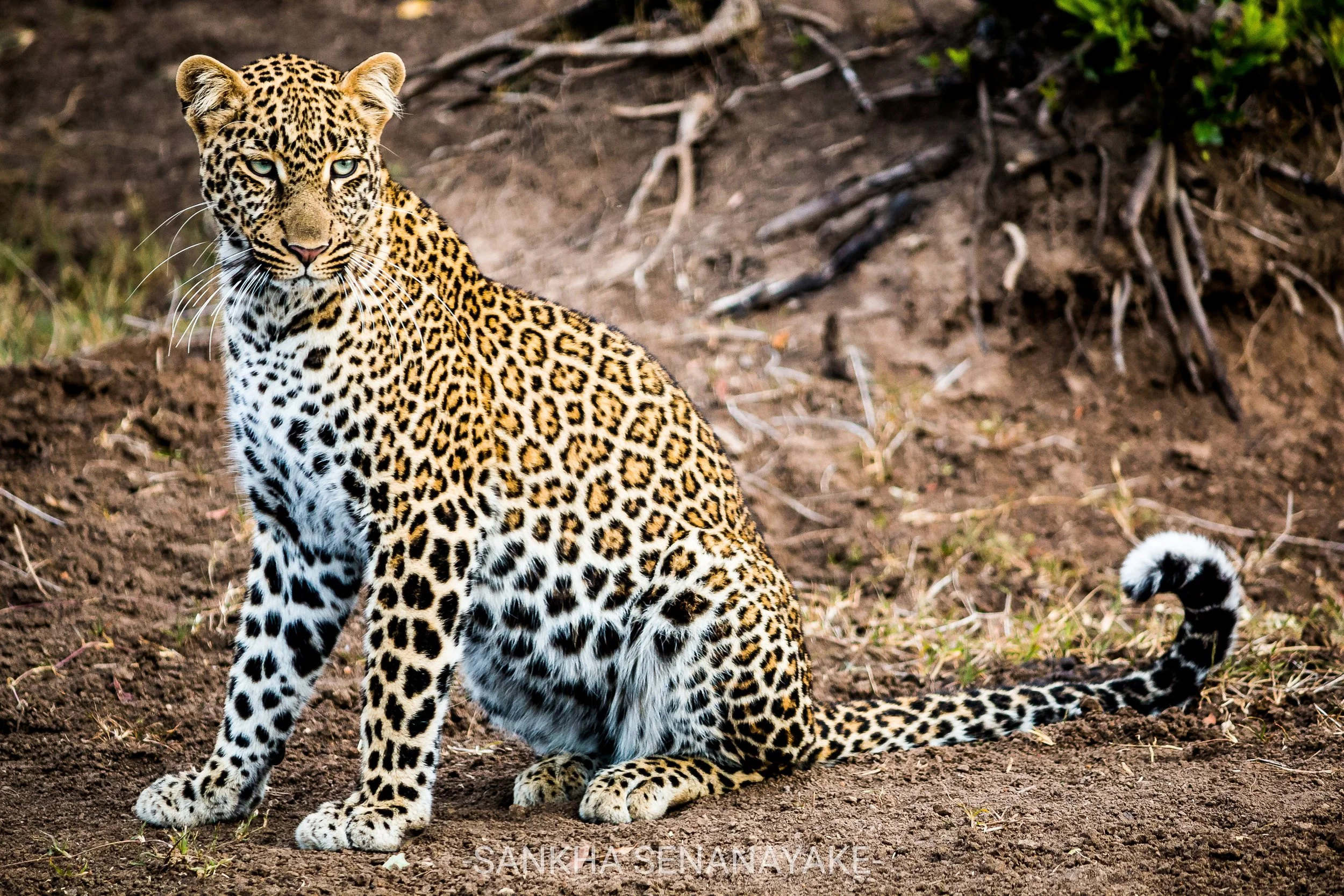 Kenya_2019_-93.jpg
