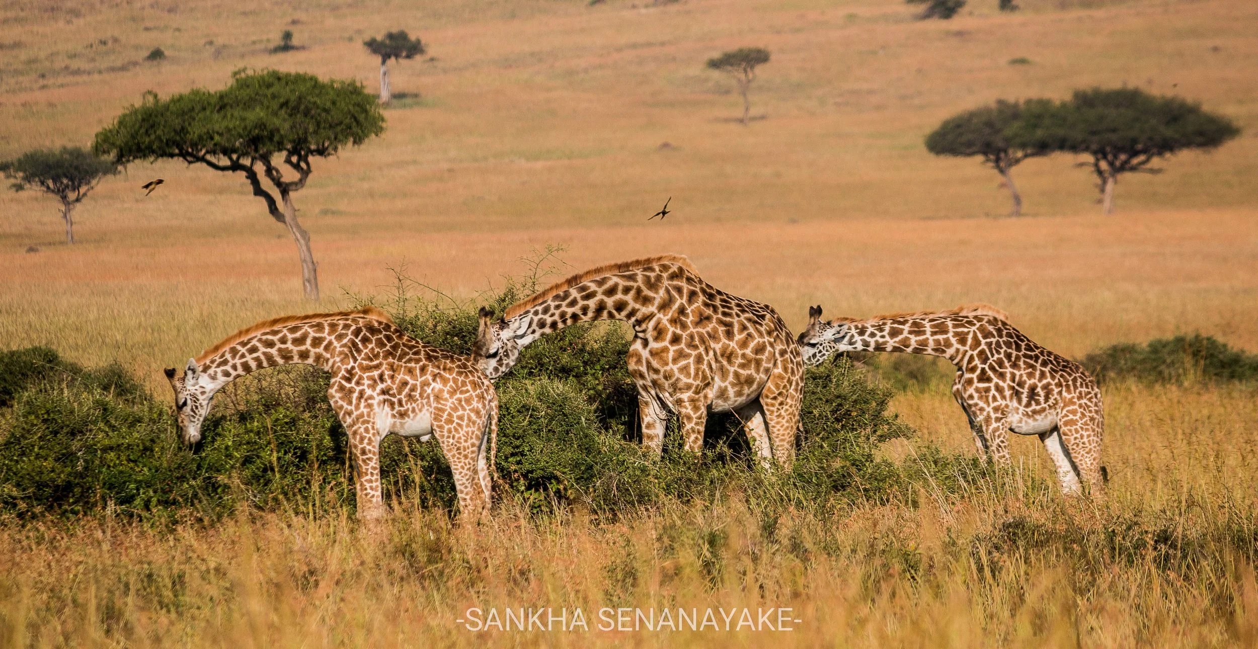 Kenya_2019_-186.jpg