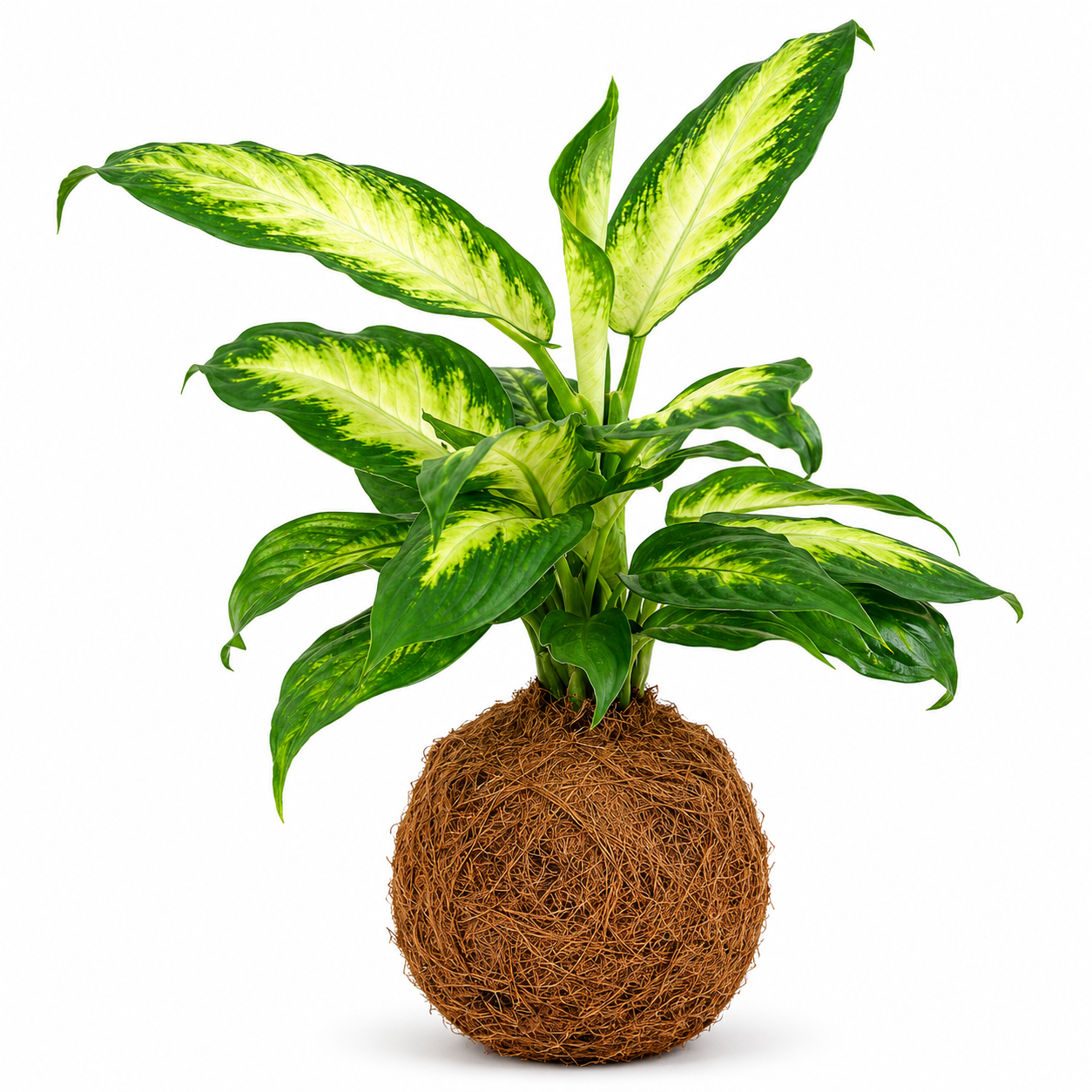 Kokedama de comigo ninguém pode (Dieffenbachia Elegance)