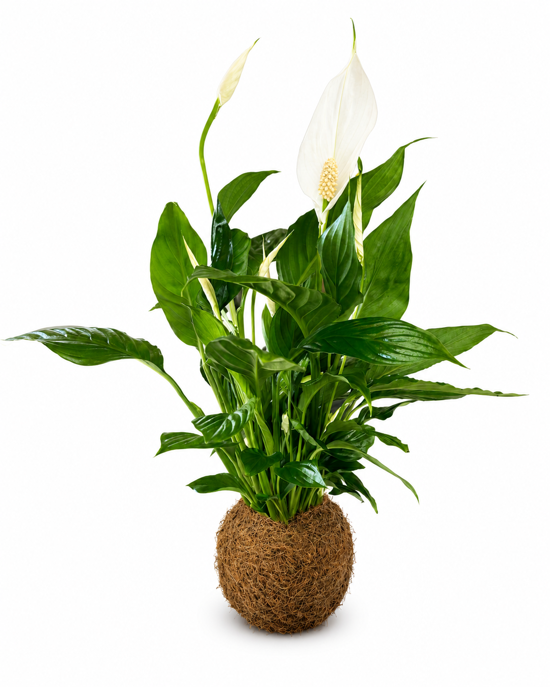 Kokedama de Lirio da Paz