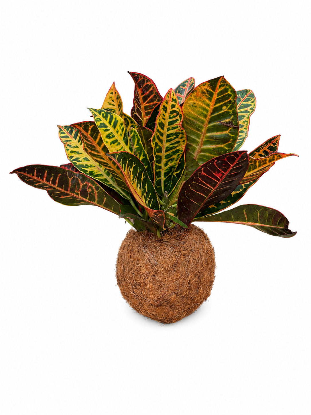 Kokedama de Cróton