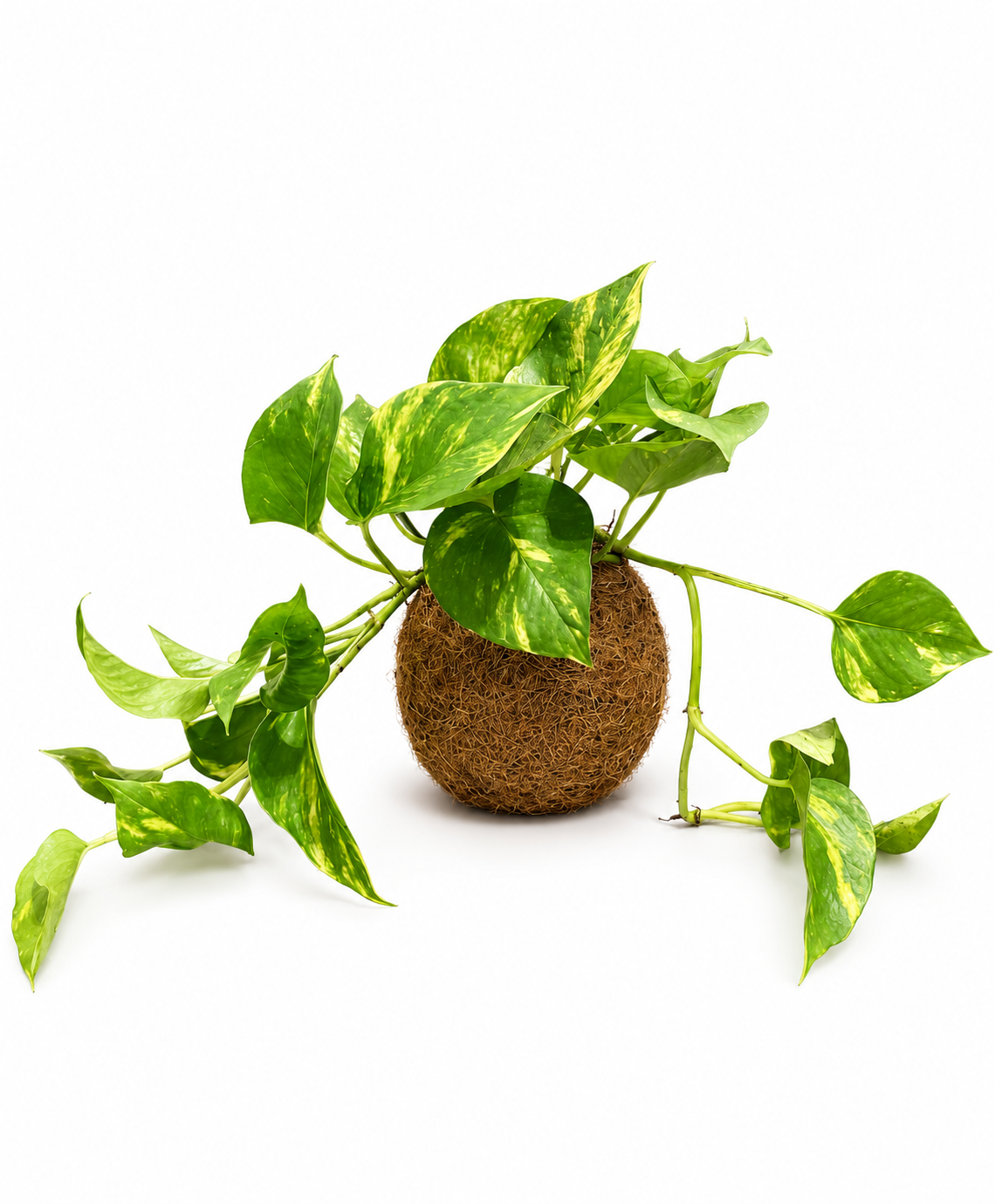 Kokedama de Jibóia