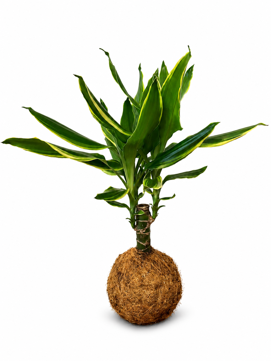 Kokedama de Dracaena Fragrans